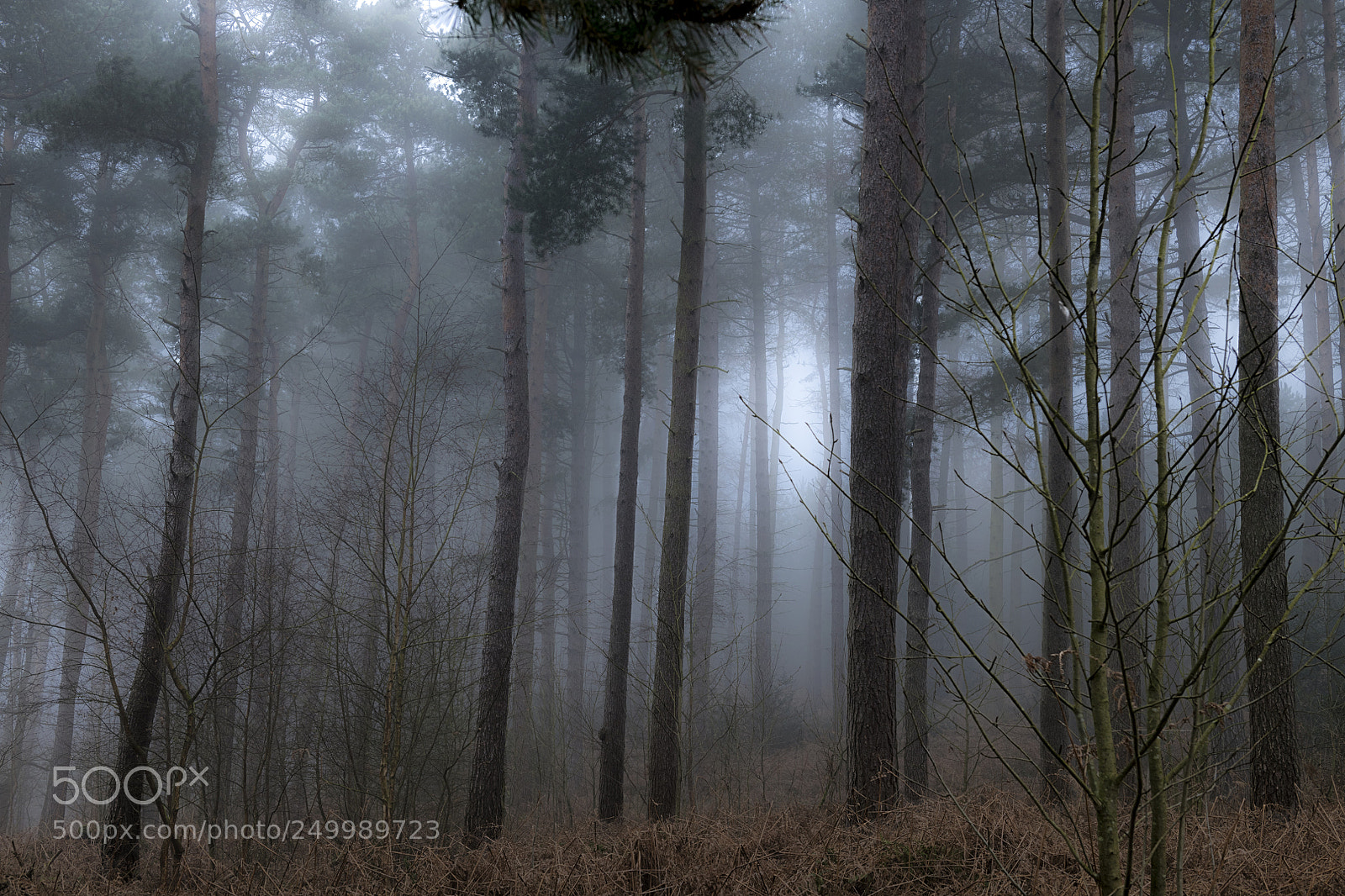 Nikon D850 sample photo. Misty morning photography