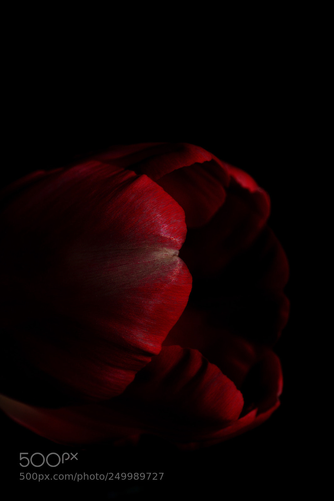 Nikon D7100 sample photo. Crimson  photography