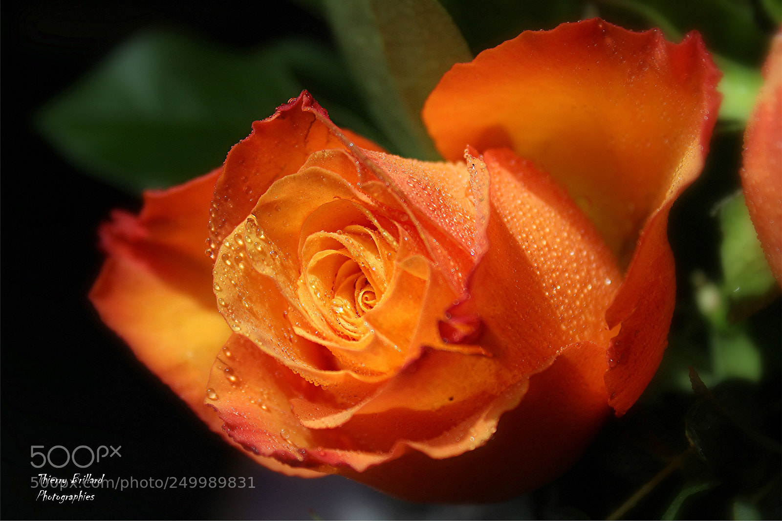 Canon EOS 600D (Rebel EOS T3i / EOS Kiss X5) sample photo. Rose orange photography