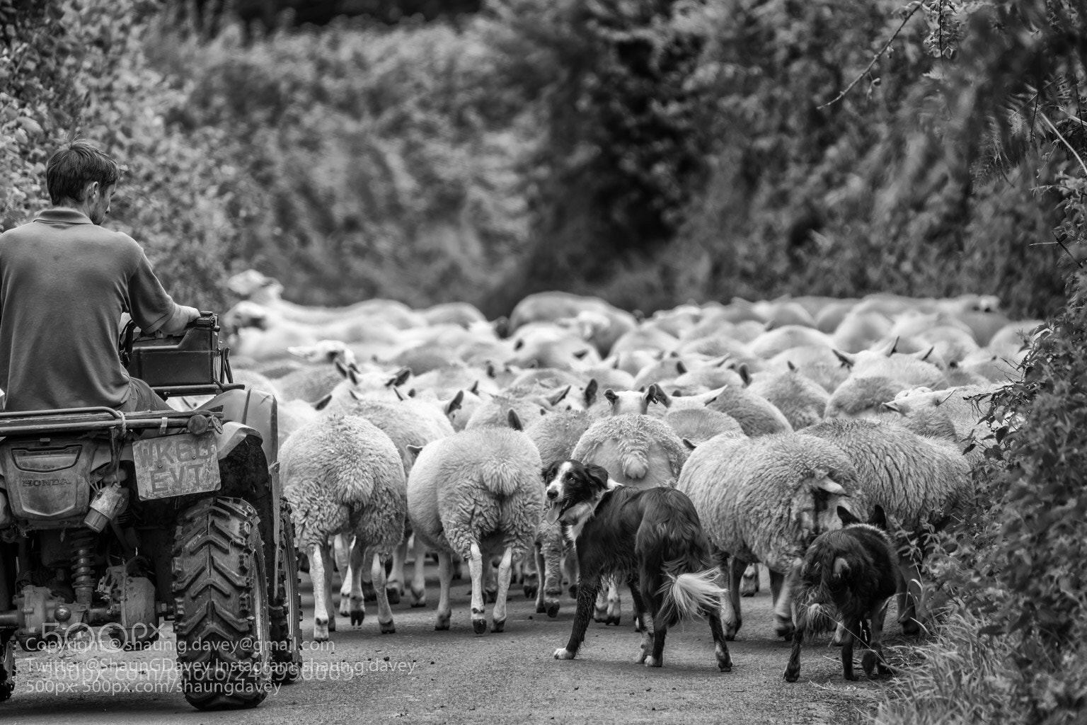 Fujifilm X-T2 sample photo. Bringing home the flock  photography
