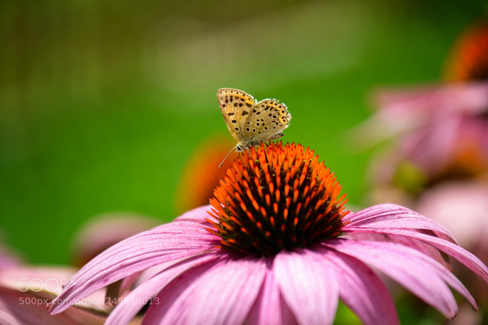 Nikon D3100 sample photo. A tiny butterfly photography