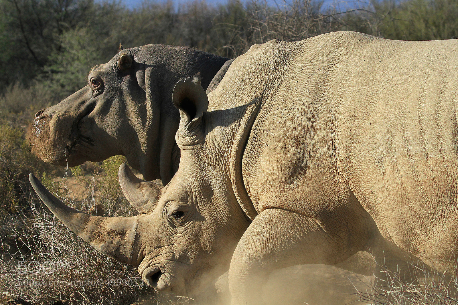 Canon EOS 7D sample photo. Hippo & rhino photography