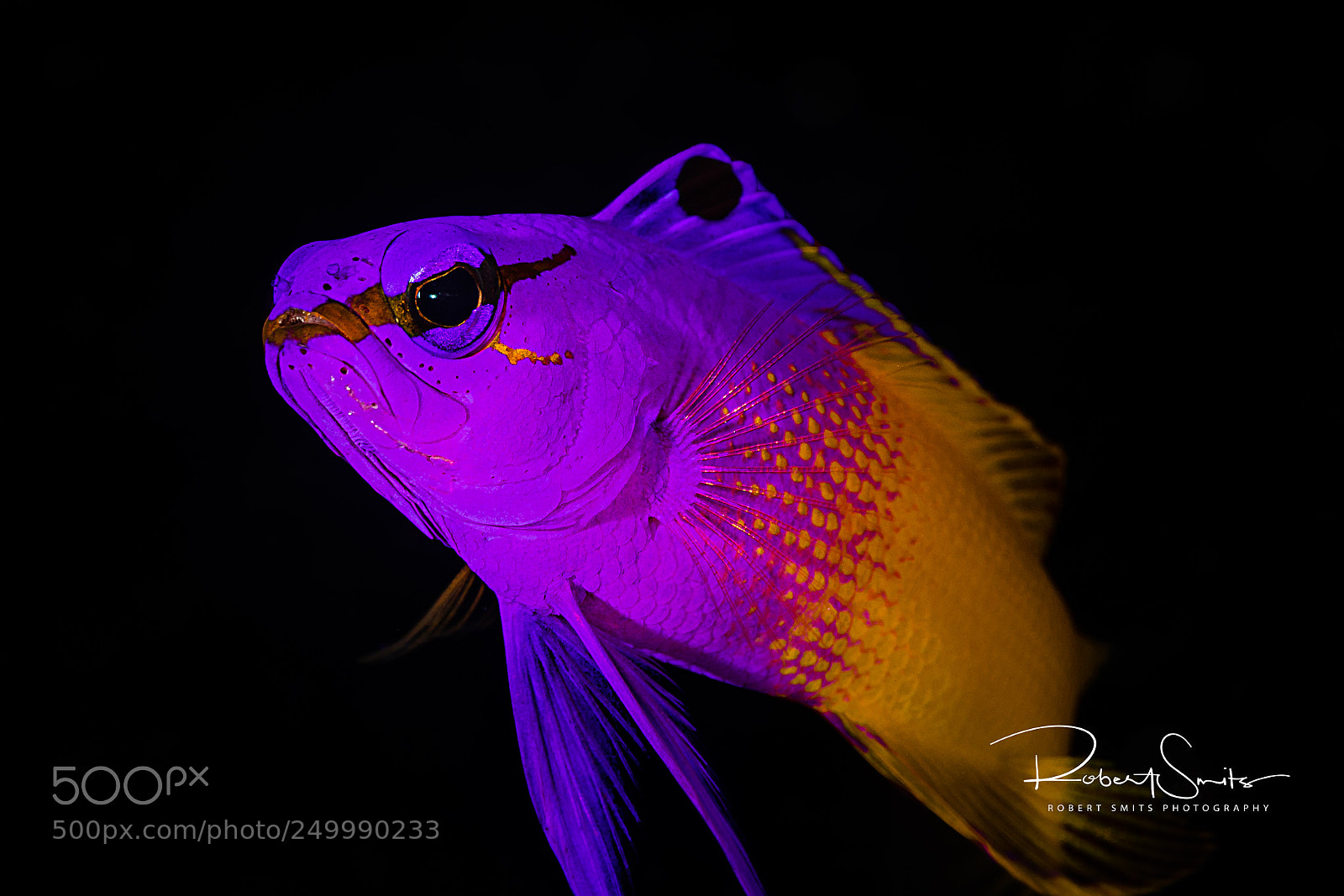 Canon EOS 5D Mark IV sample photo. Fairy basslet portrait photography