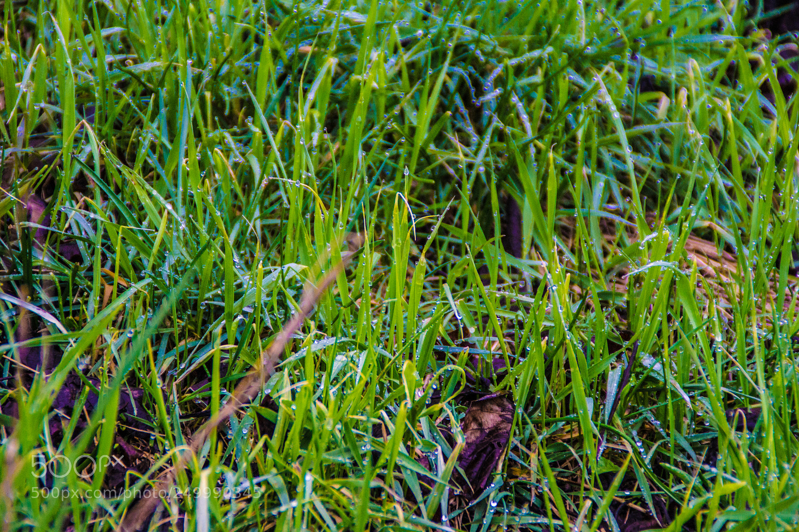 Sony a5100 sample photo. Walking in castione della photography