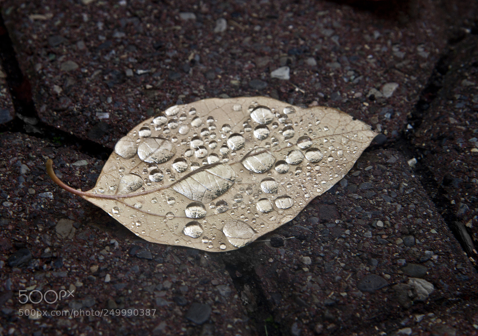 Canon EOS 500D (EOS Rebel T1i / EOS Kiss X3) sample photo. Dew photography