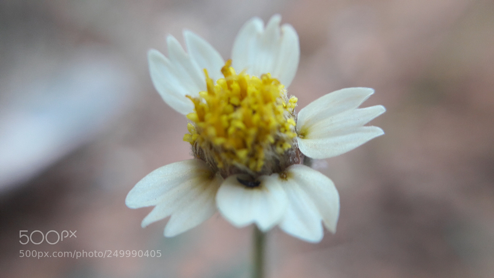Samsung Galaxy J7 sample photo. Nature _flower_lover photography