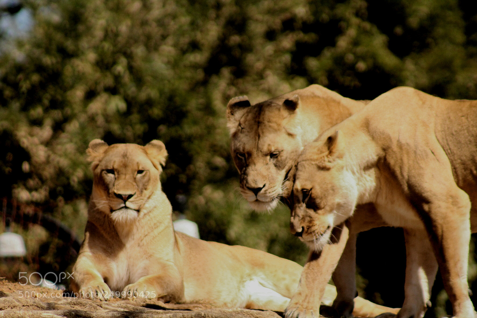 Canon EOS 1300D (EOS Rebel T6 / EOS Kiss X80) sample photo. The 3 lions photography