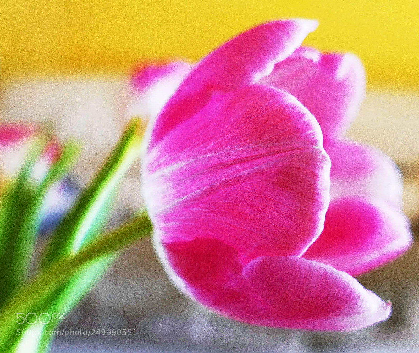 Panasonic Lumix DMC-FZ1000 sample photo. Painted in spring photography
