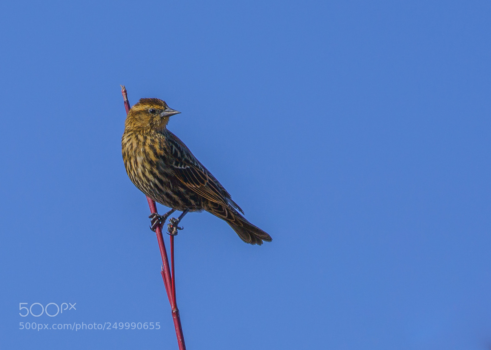 Sony a7R III sample photo. Red-winged blackbird photography
