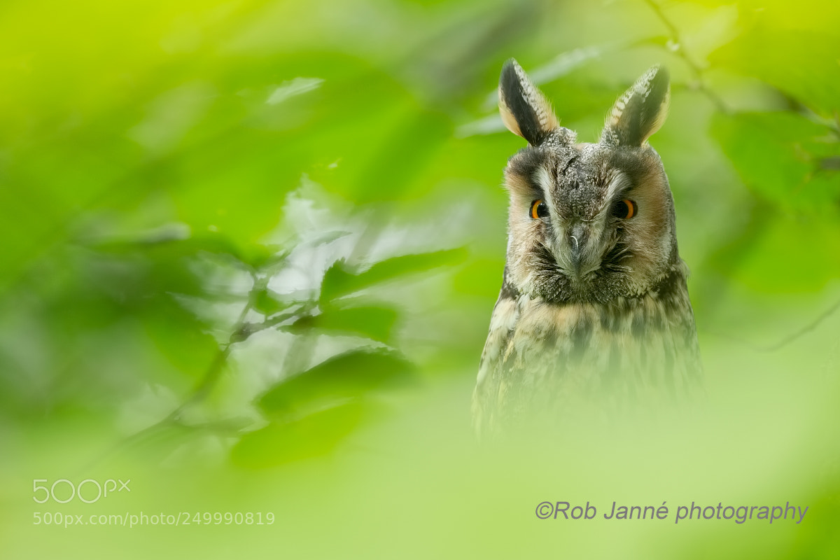 Nikon D4S sample photo. Long-eared owl photography