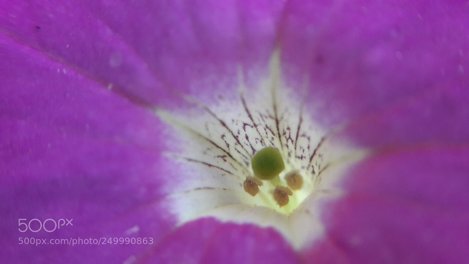 Samsung Galaxy J7 sample photo. Nature_flower_lover photography