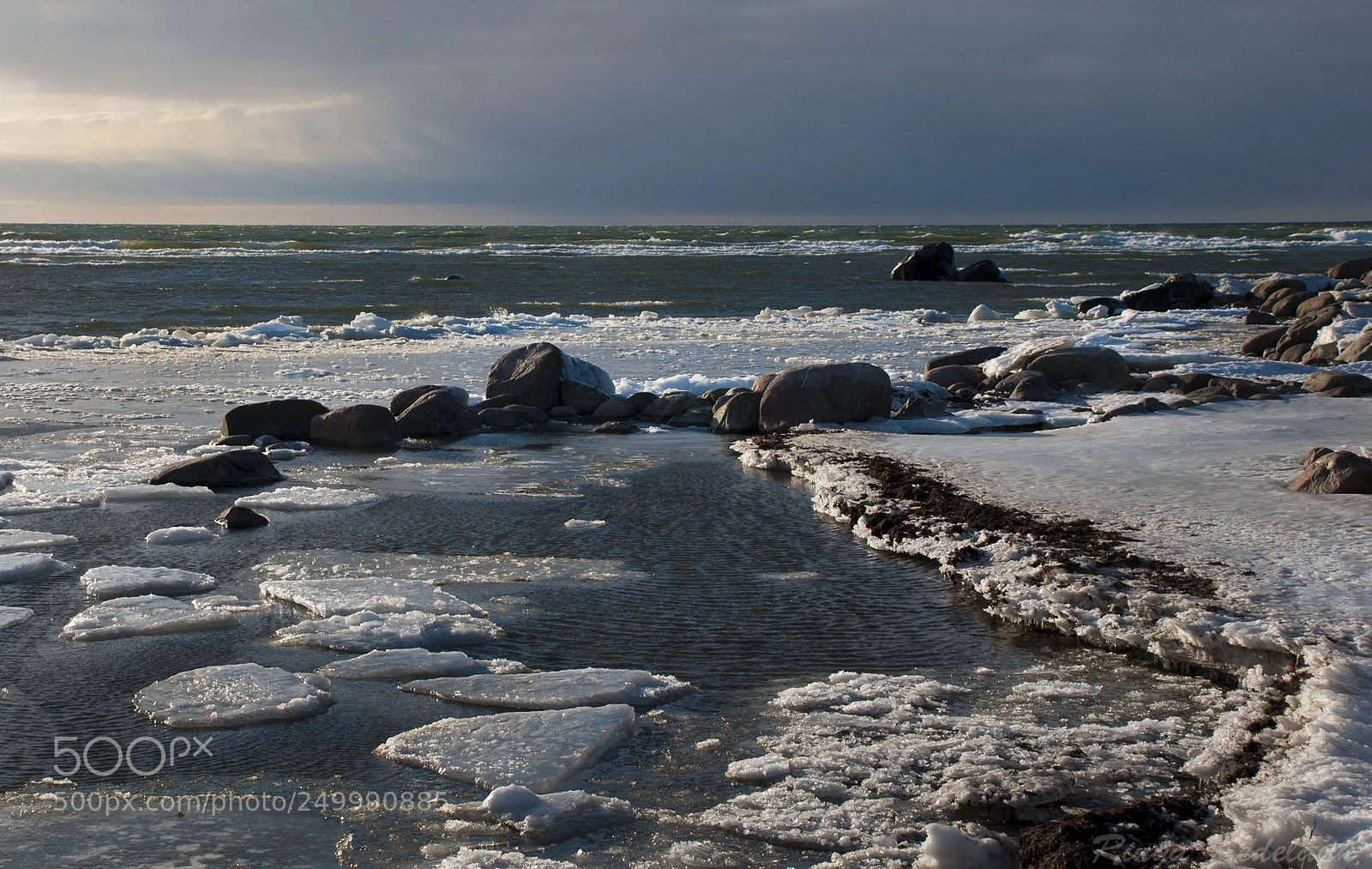 Nikon D80 sample photo. Cape põõsaspea photography