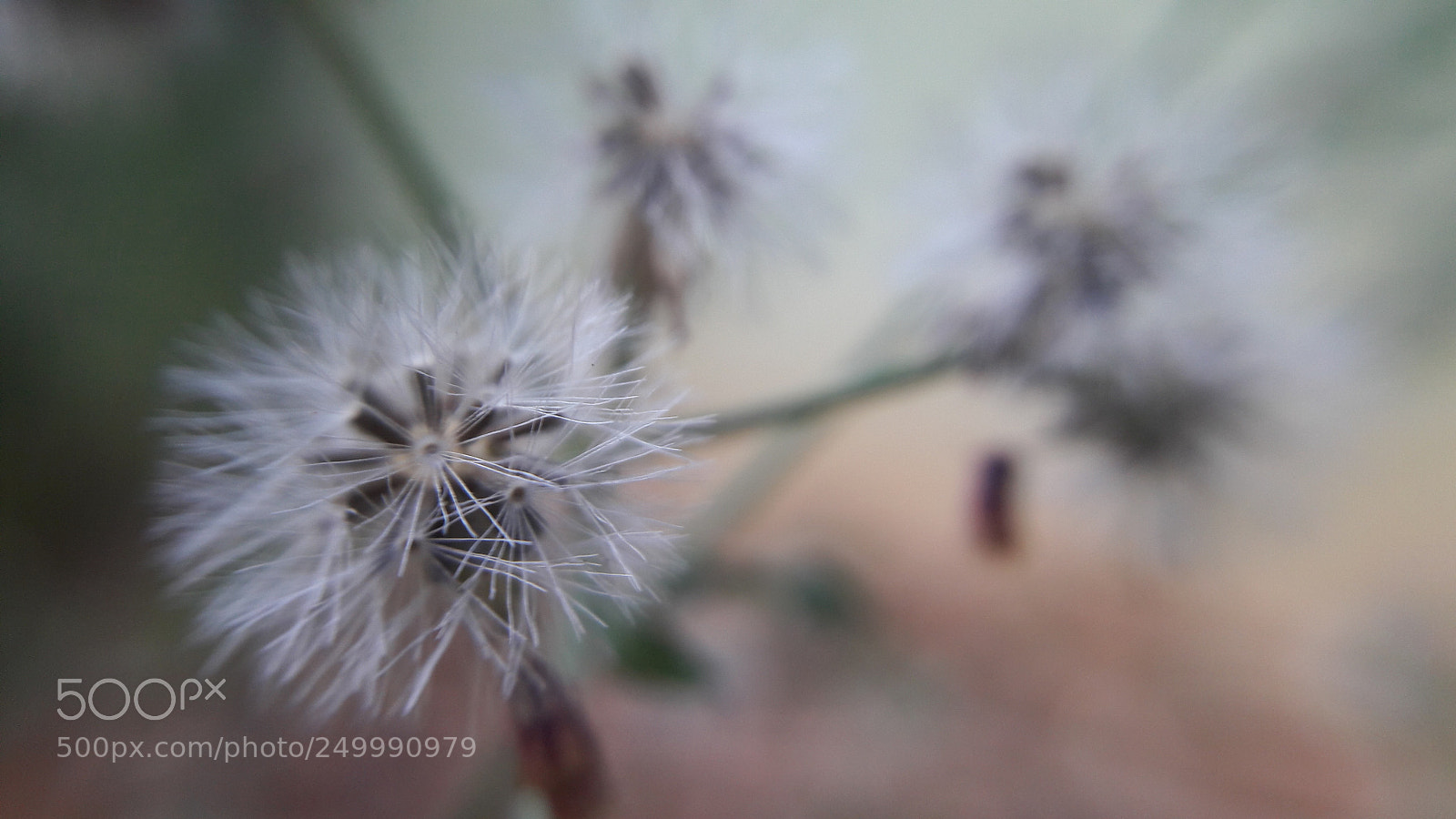 Samsung Galaxy J7 sample photo. Nature_flower_lover photography
