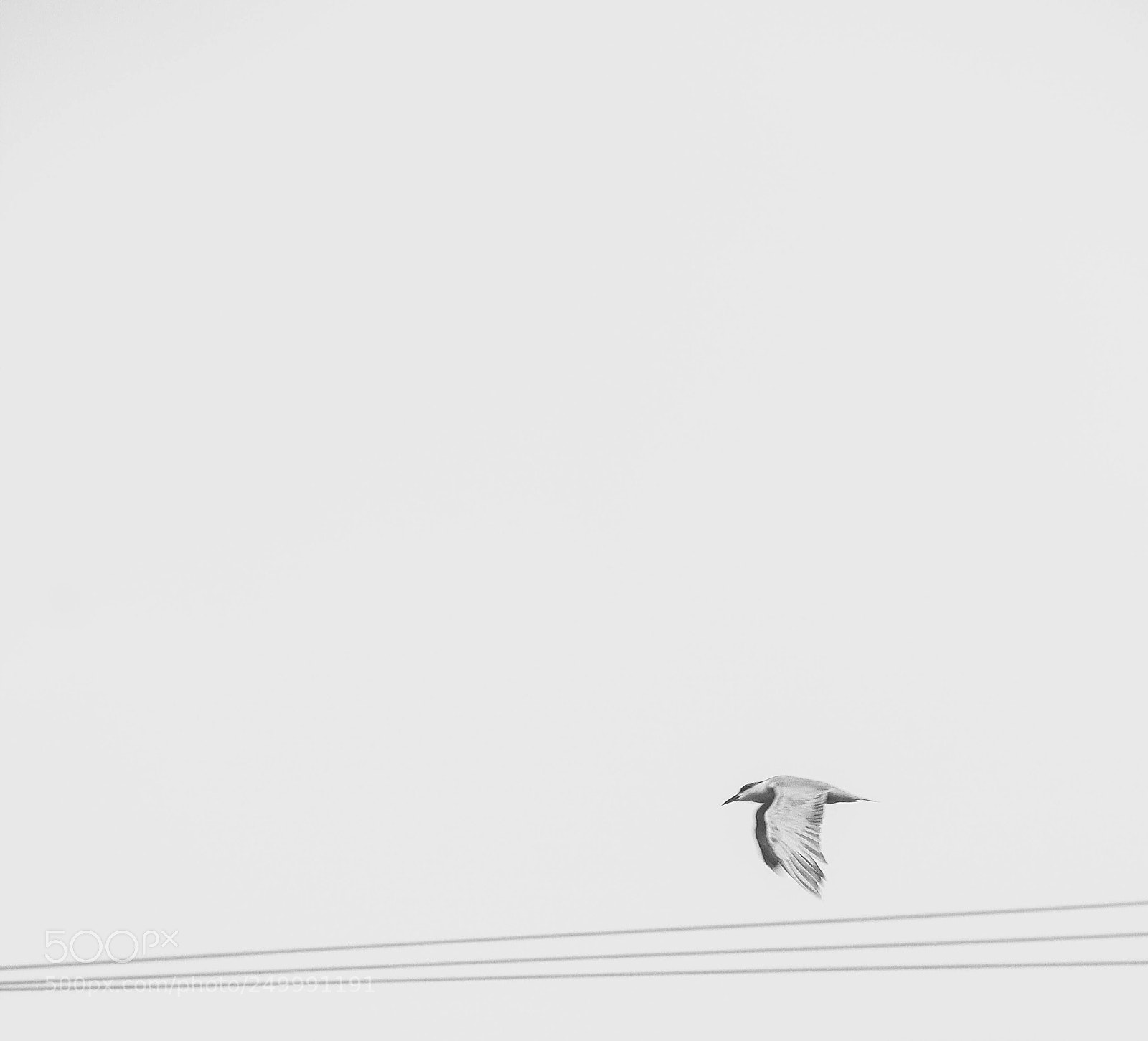 Canon EOS 7D sample photo. Fly above the wire photography