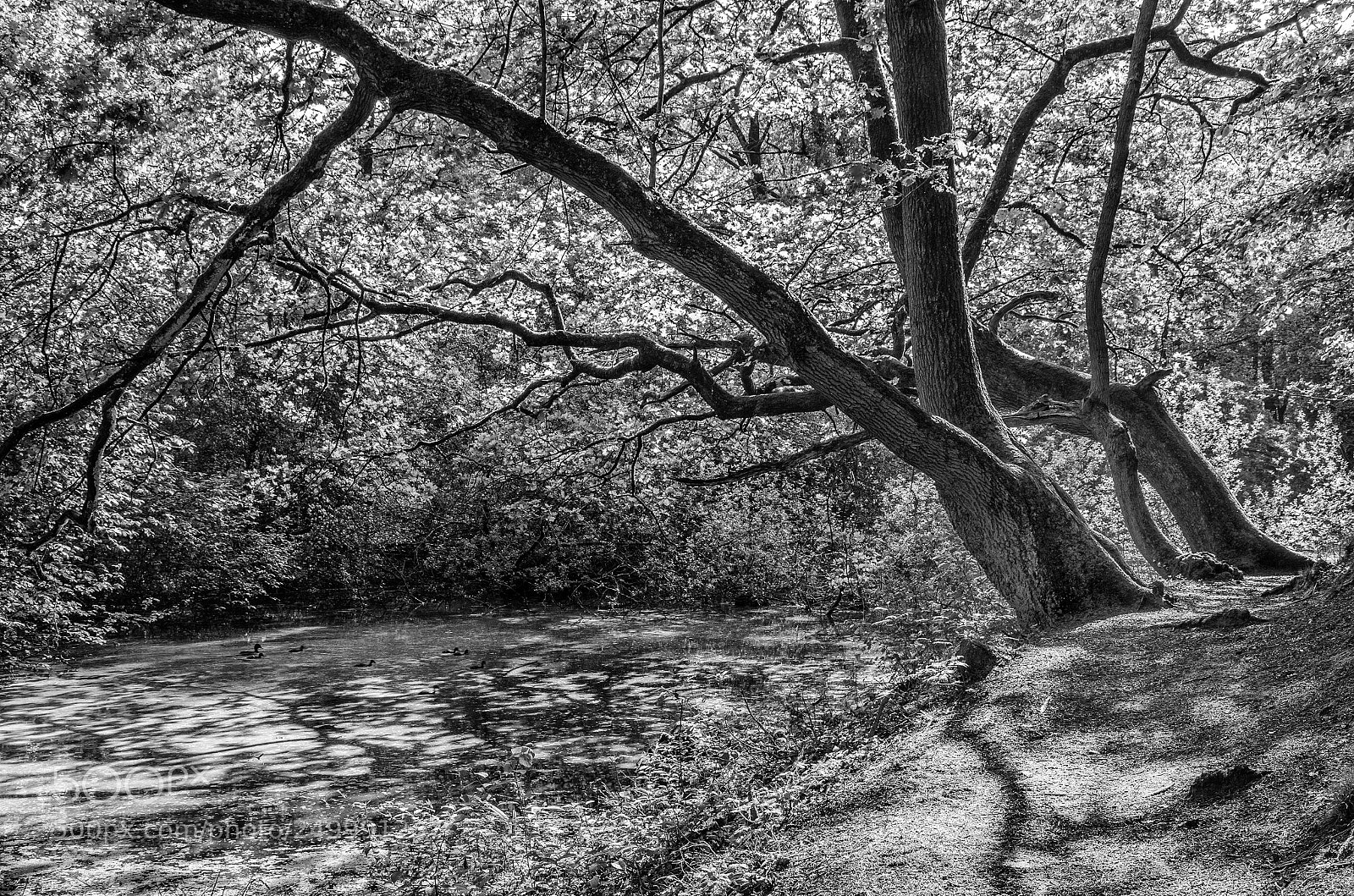 Nikon D7000 sample photo. Steile oever ommen photography