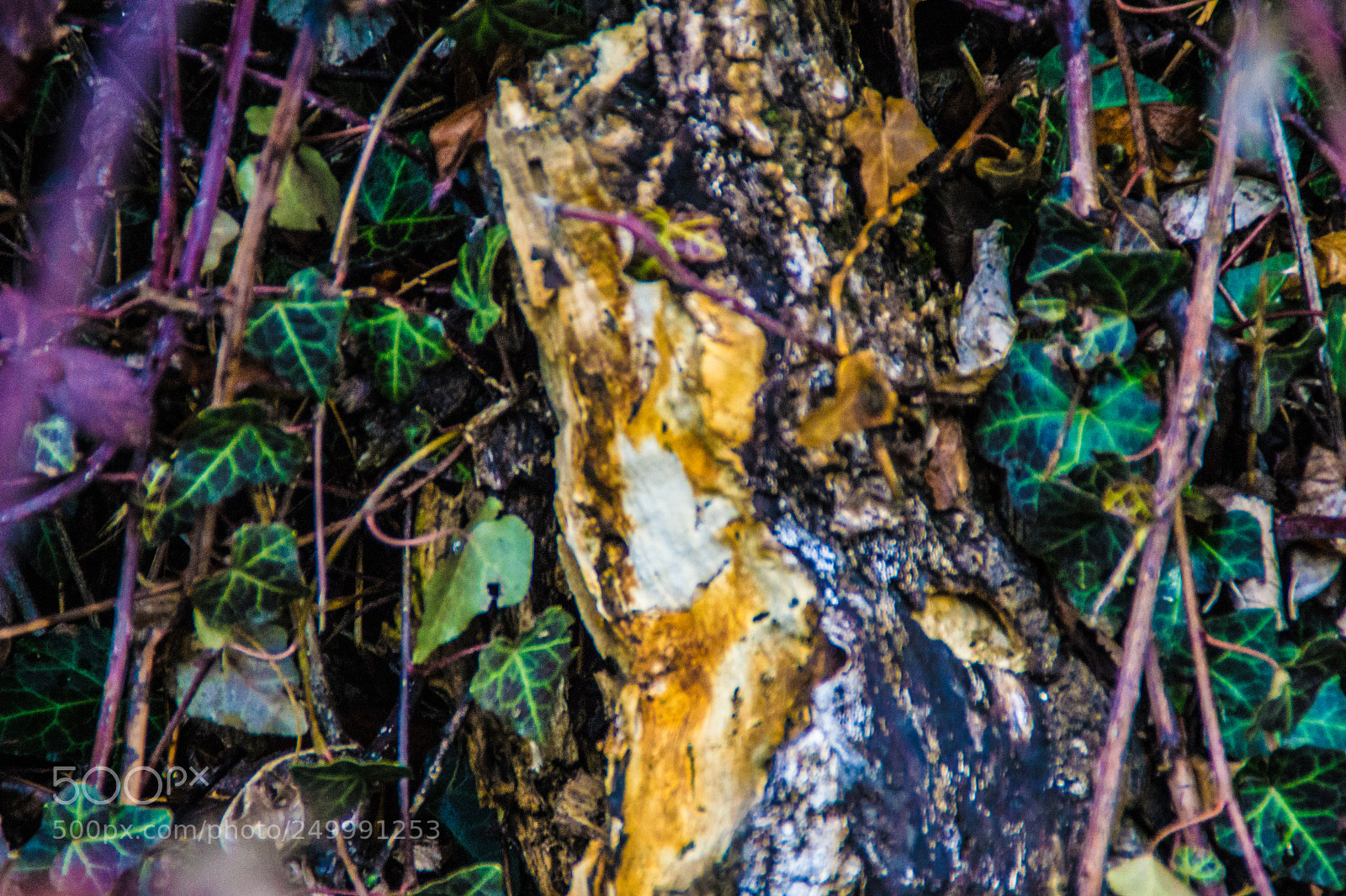 Sony a5100 sample photo. Walking in castione della photography