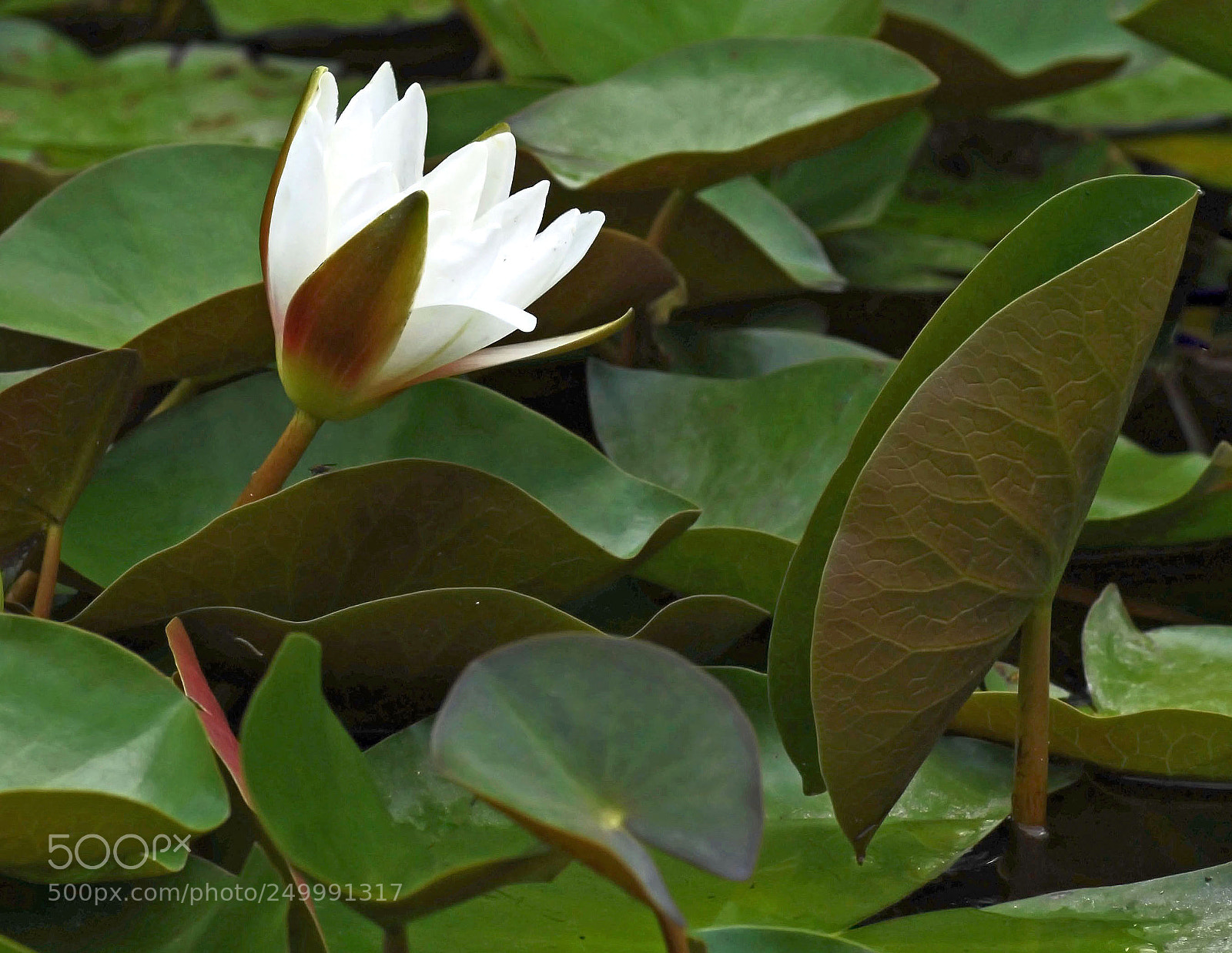 Canon EOS 50D sample photo. Nénuphare photography