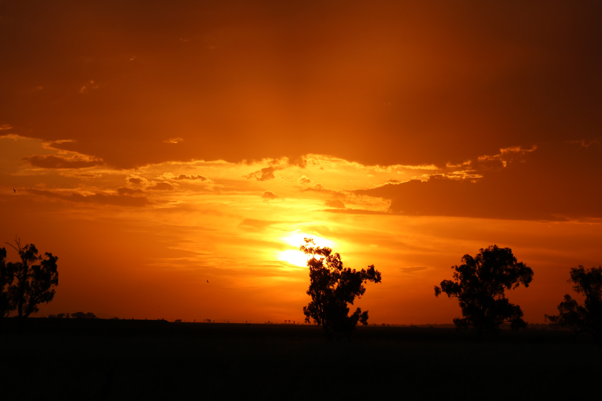 Canon EF-S 55-250mm F4-5.6 IS STM sample photo. Breeza nsw photography