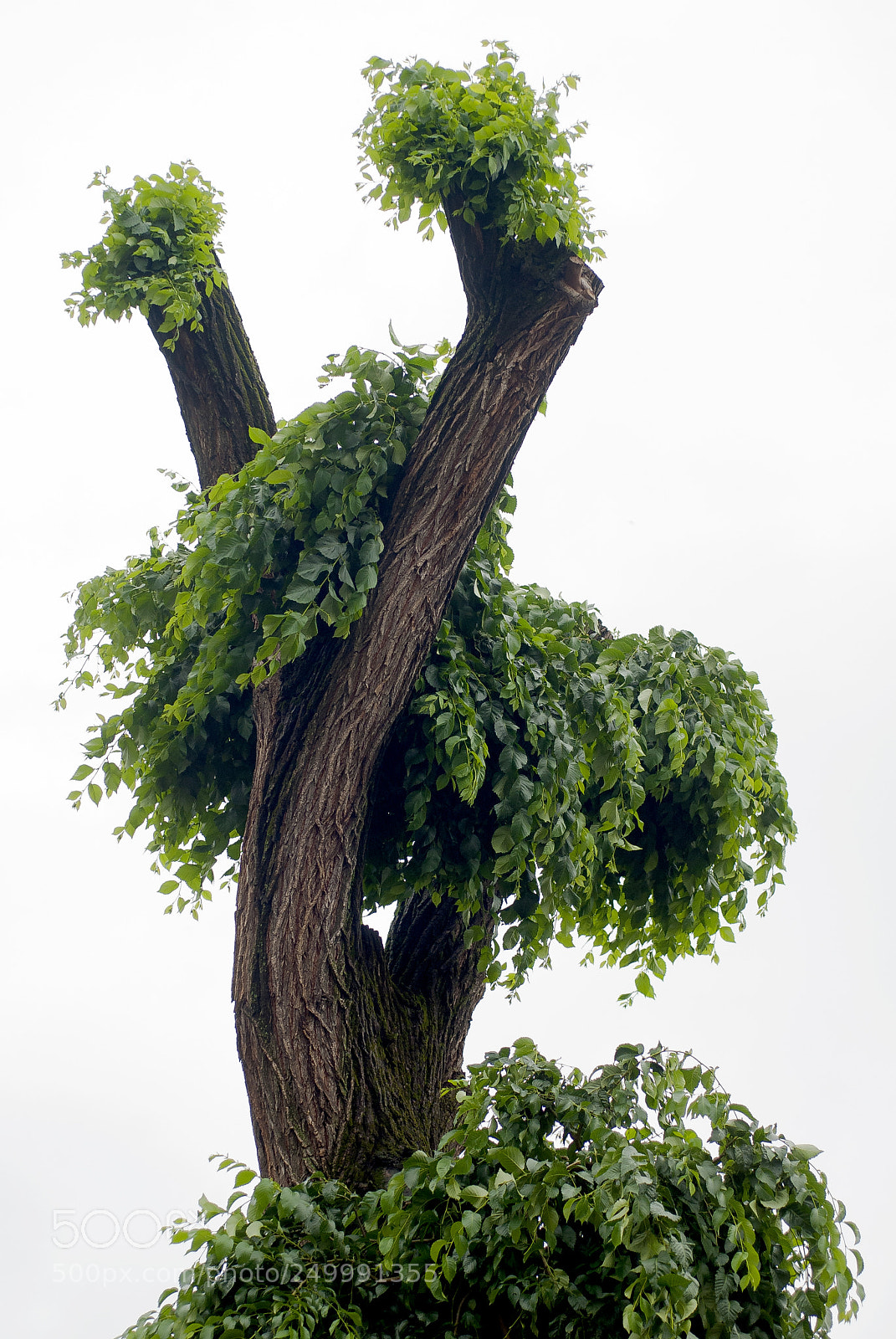Nikon D80 sample photo. Energy of life photography