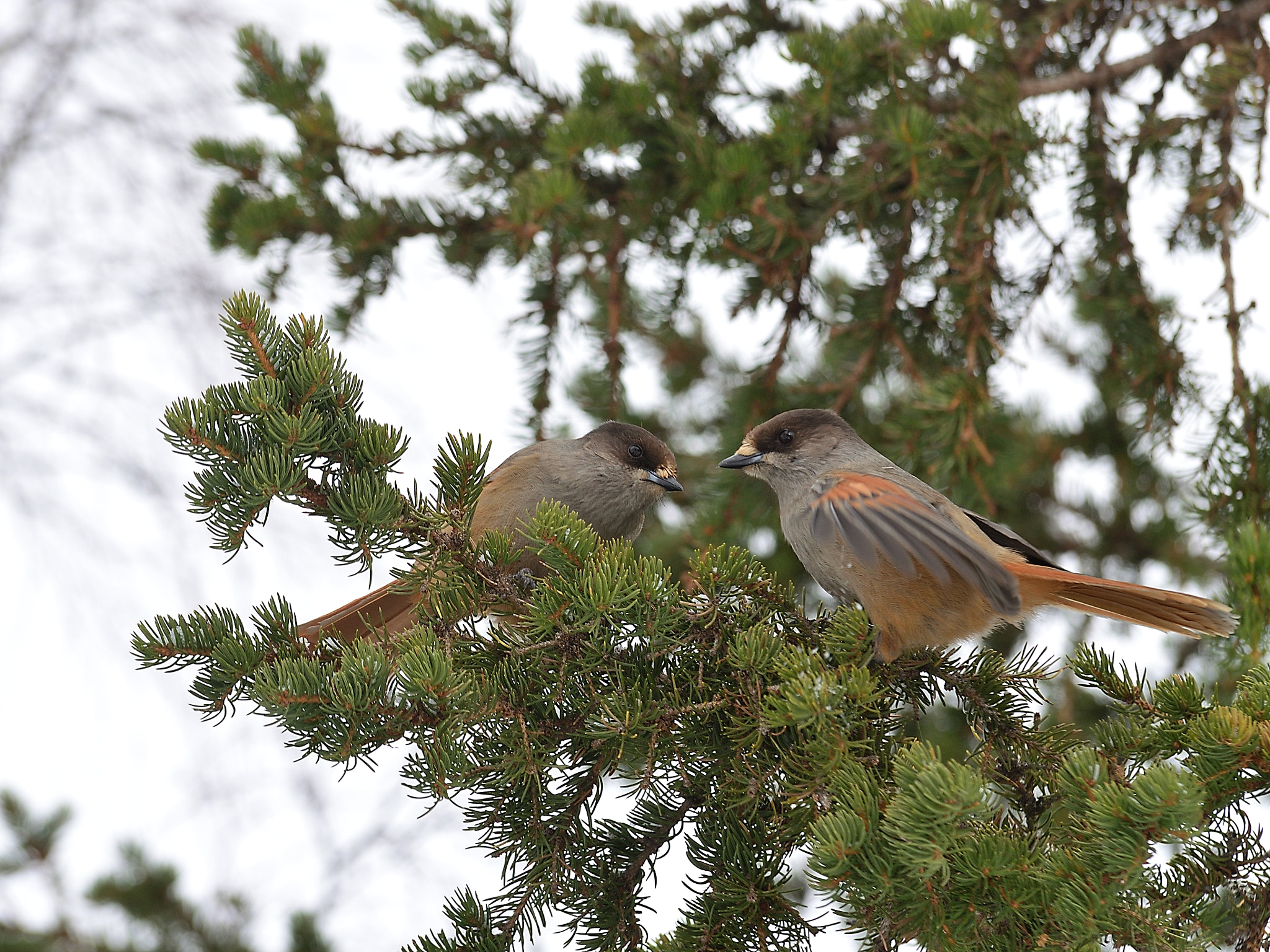 Nikon D5100 sample photo. Siberian jays photography