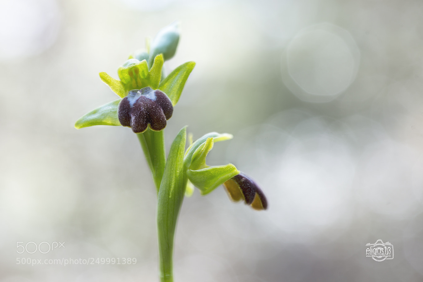 Nikon D610 sample photo. Abelletes photography