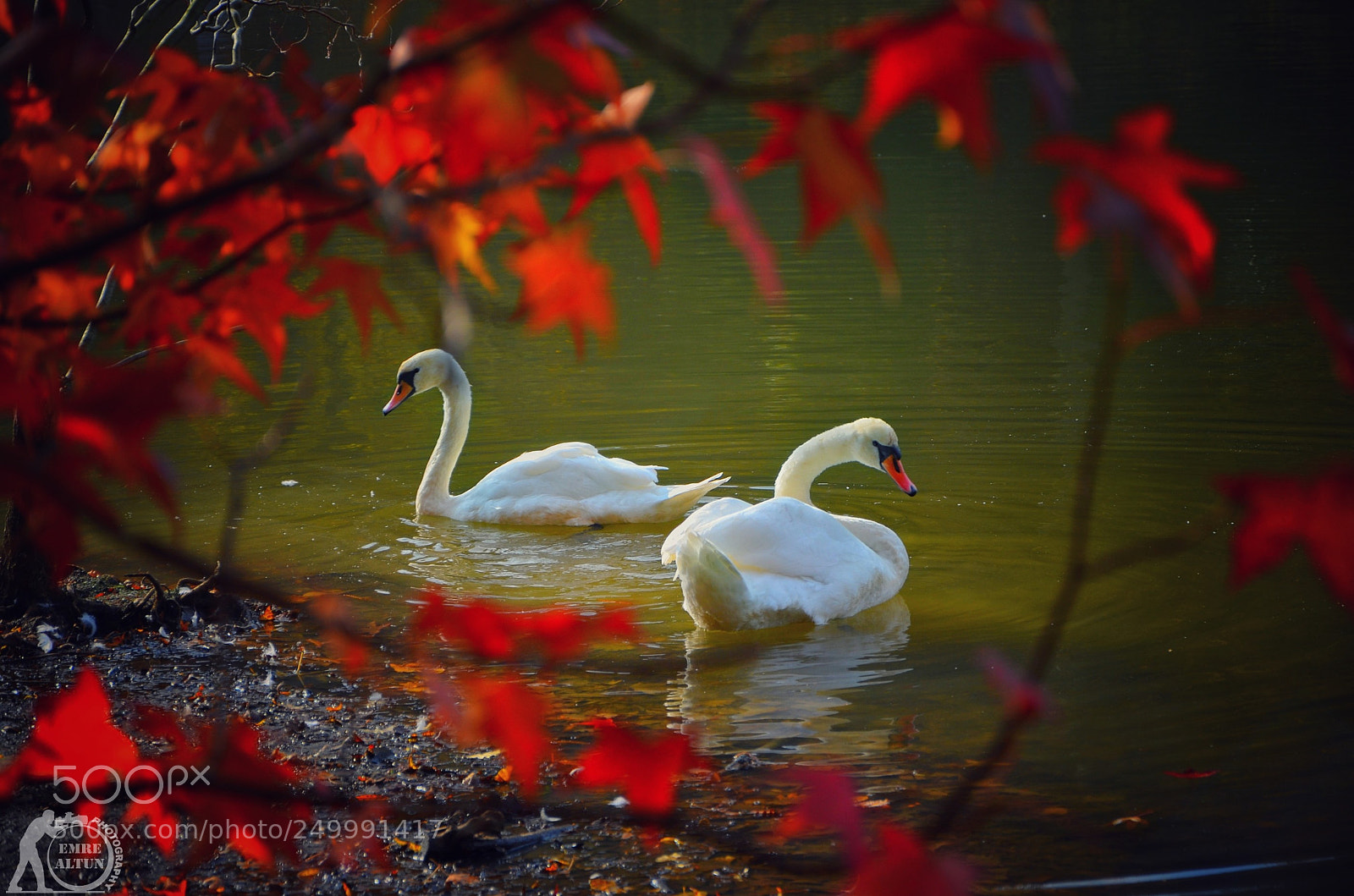 Nikon D5100 sample photo. Untitled photography