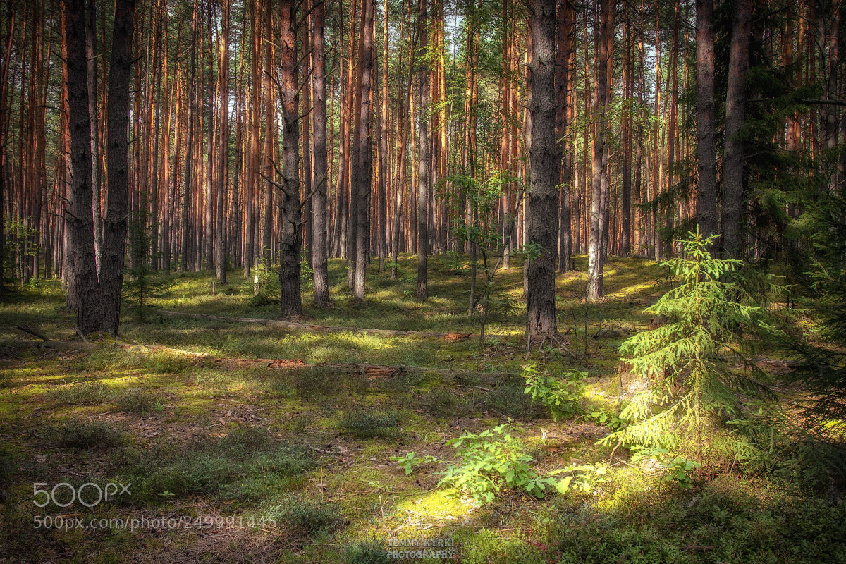 Canon EOS 7D sample photo. Forest photography