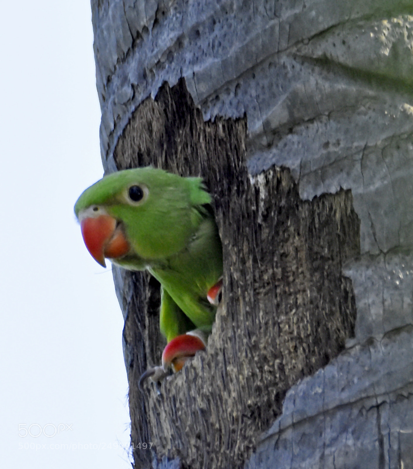 Nikon D7200 sample photo. Parakeet from home photography