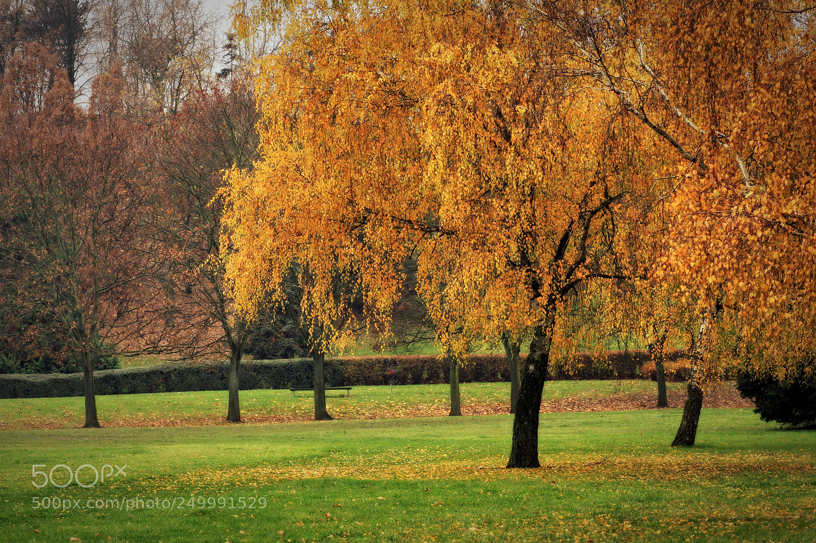 Canon EOS 50D sample photo. Colors of autumn photography