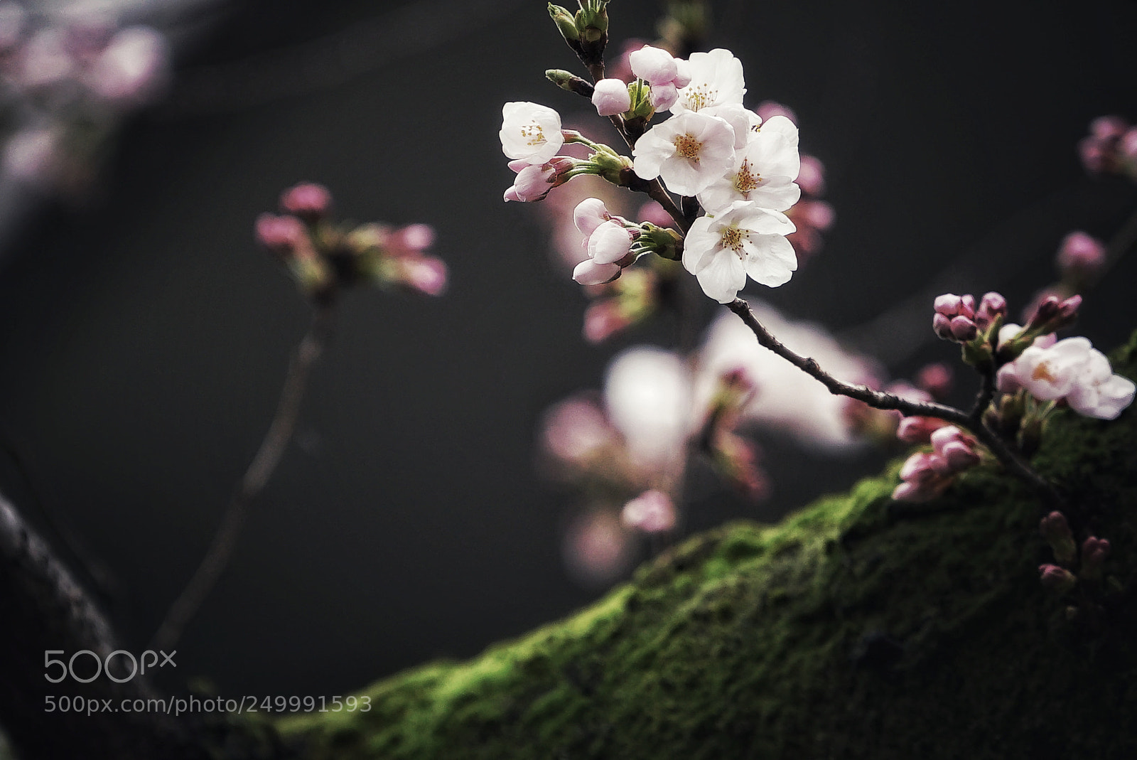 Sony a7S sample photo. 春愁 photography