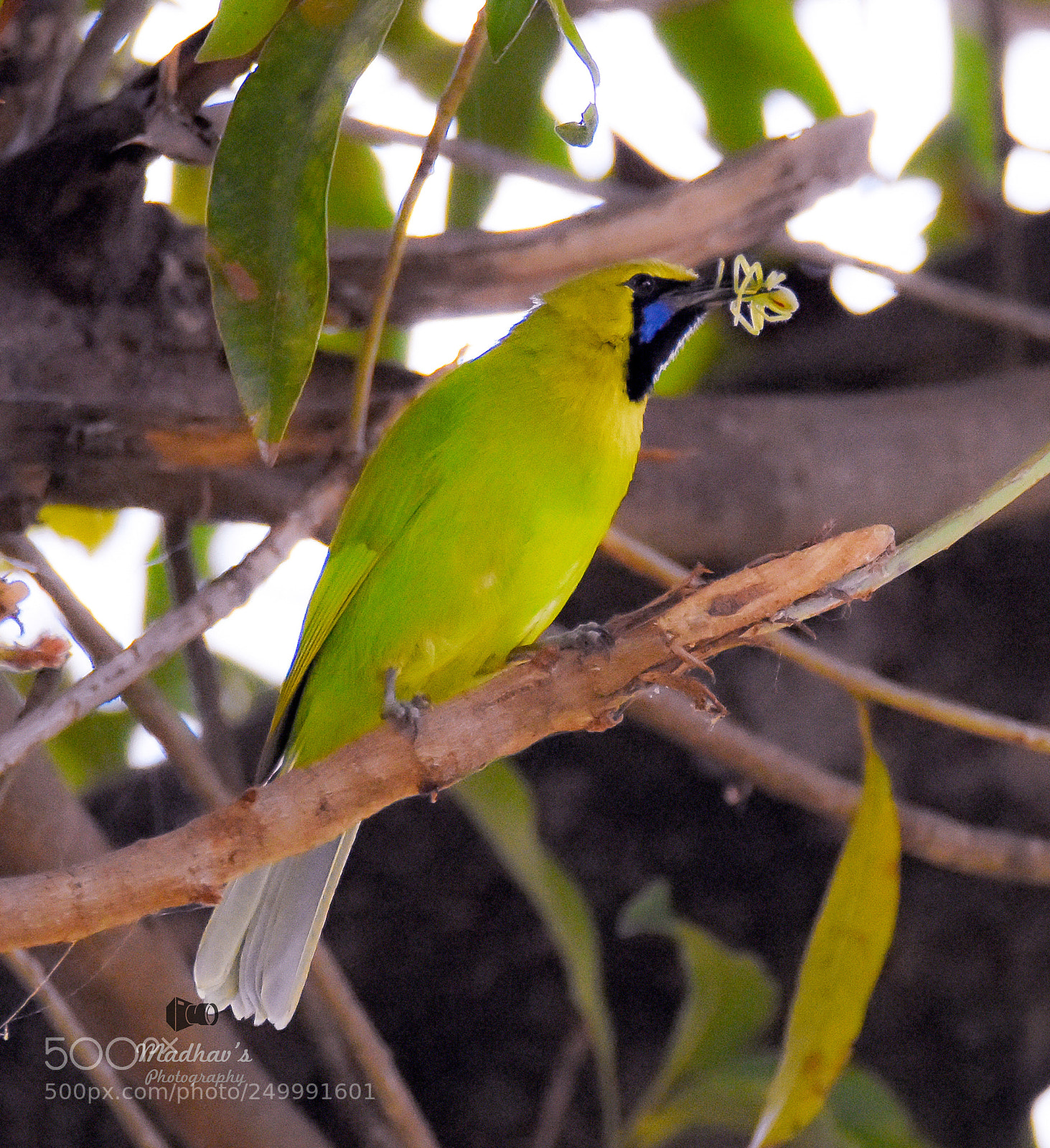 Nikon D7200 sample photo. Golden front leaf bird photography