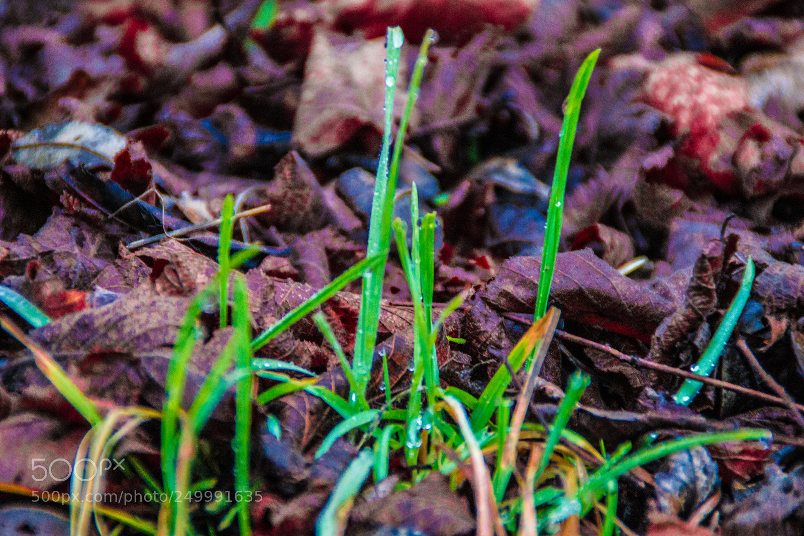 Sony a5100 sample photo. Walking in castione della photography