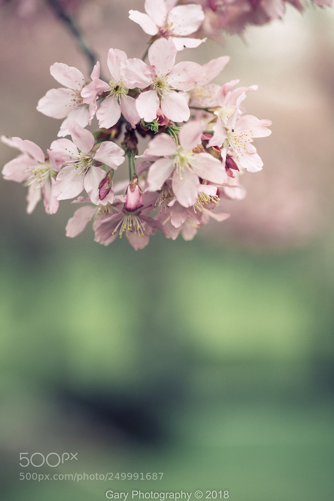 Nikon D810 sample photo. 春之彩2 photography