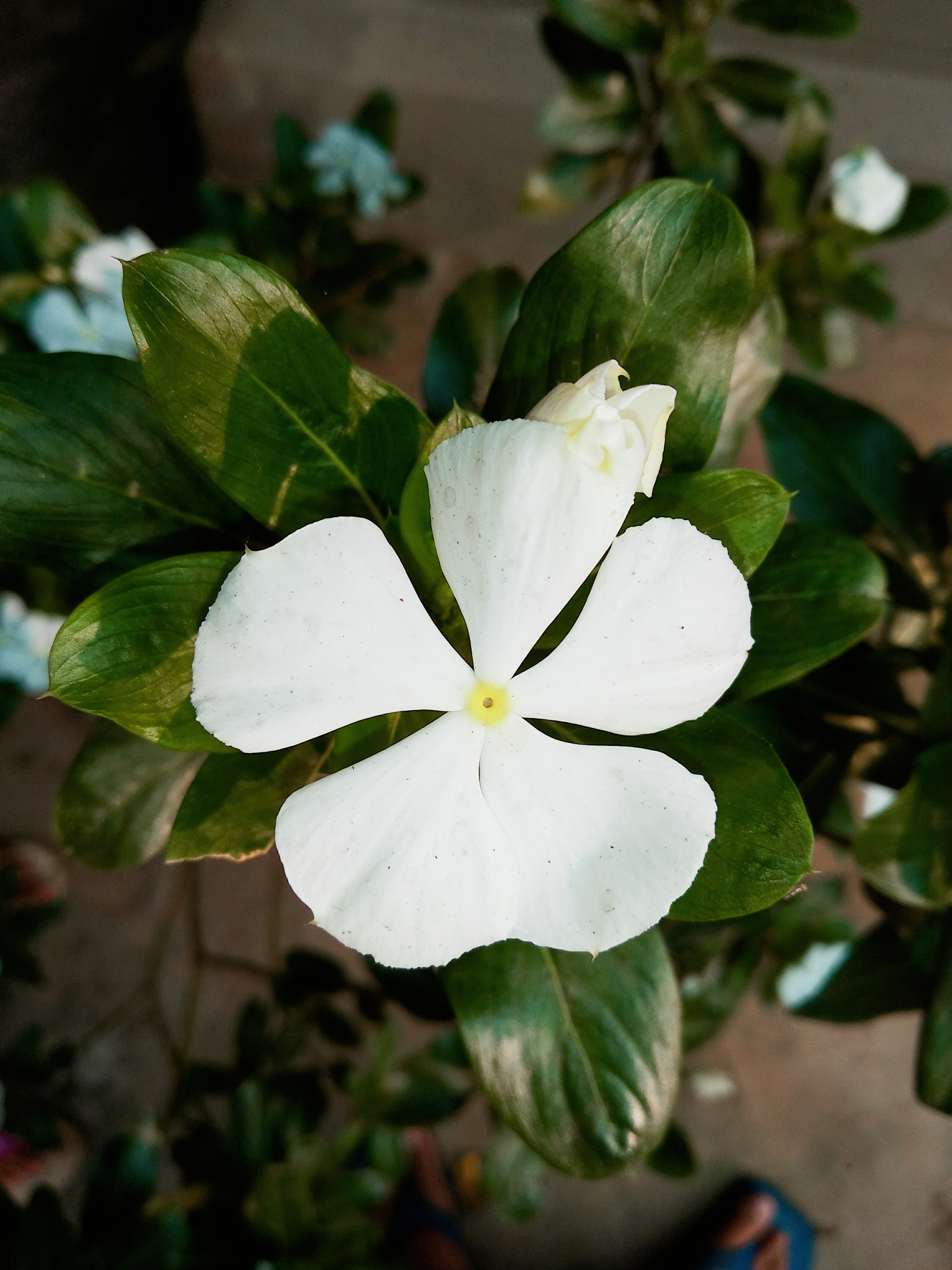 Xiaomi Redmi 5 Plus sample photo