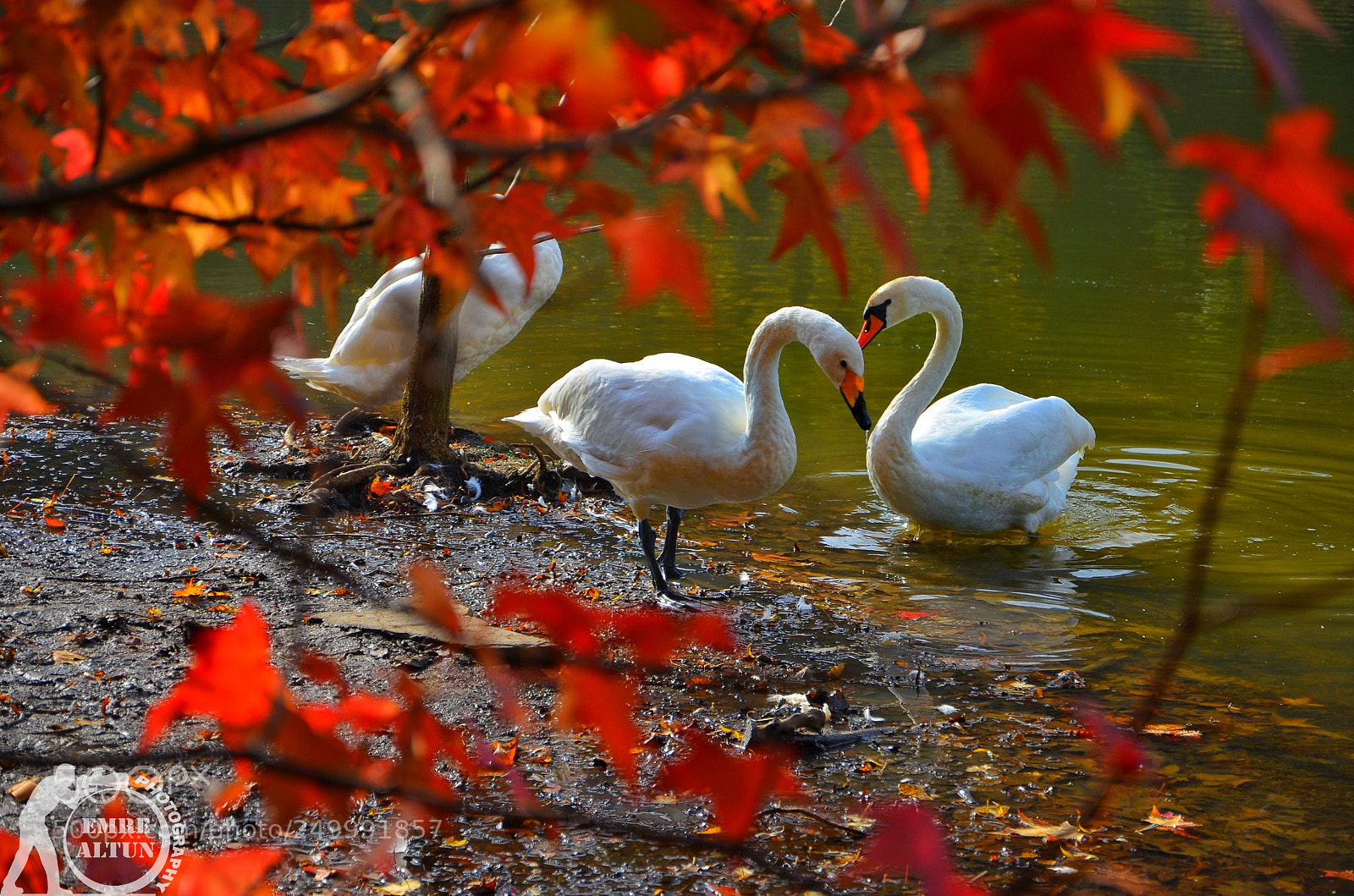 Nikon D5100 sample photo. Untitled photography