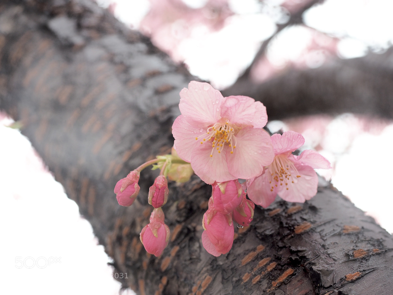 Olympus OM-D E-M5 II sample photo. The promise of spring photography