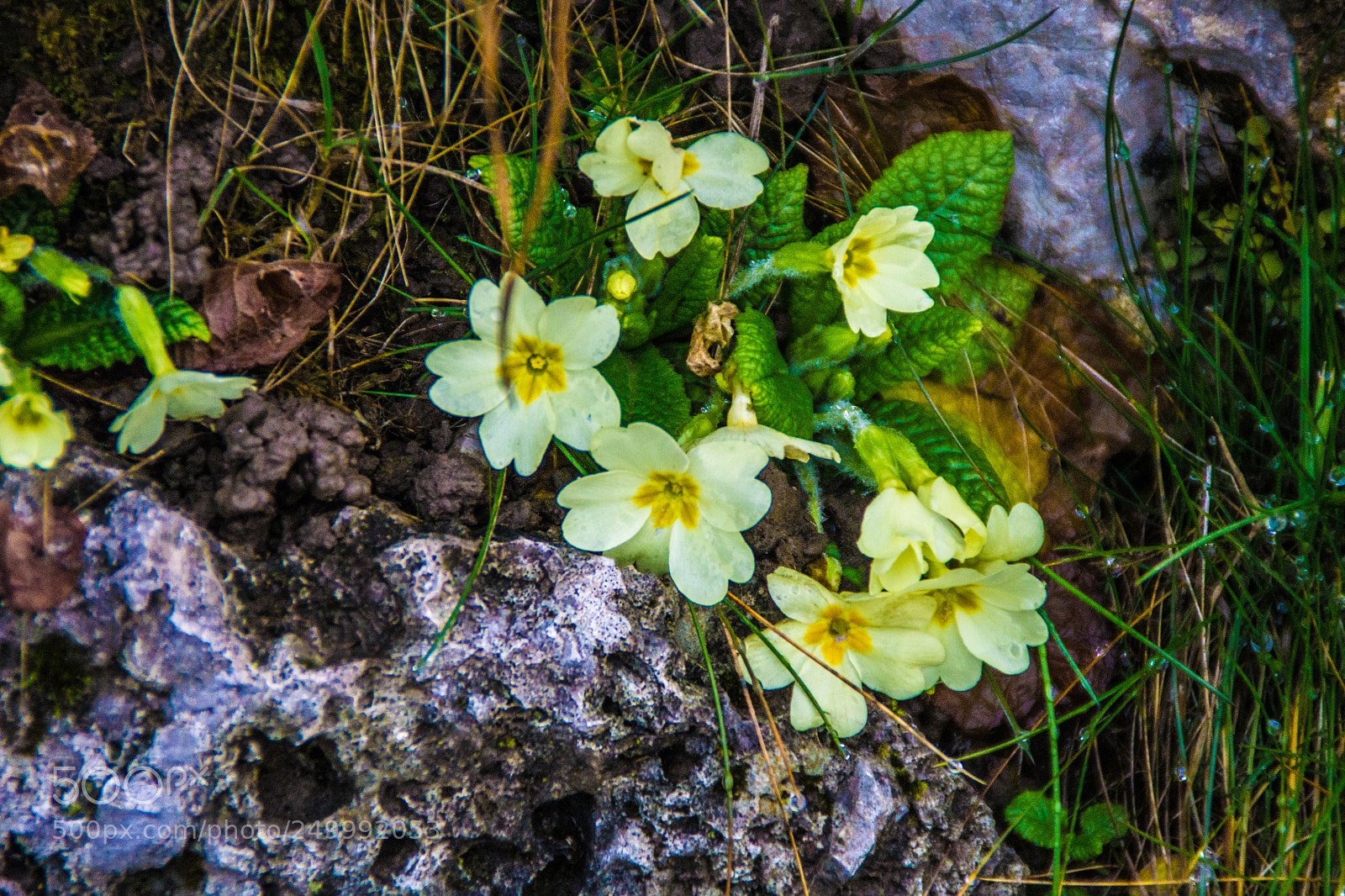 Sony a5100 sample photo. Walking in castione della photography