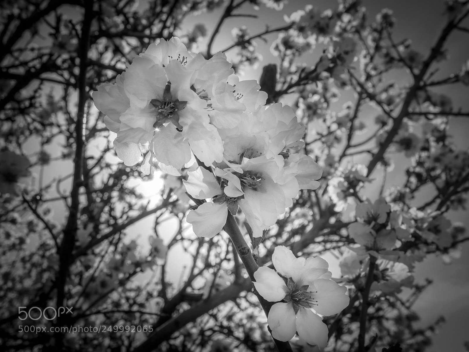 Olympus PEN E-PL6 sample photo. Unfolding compilation of innocence photography