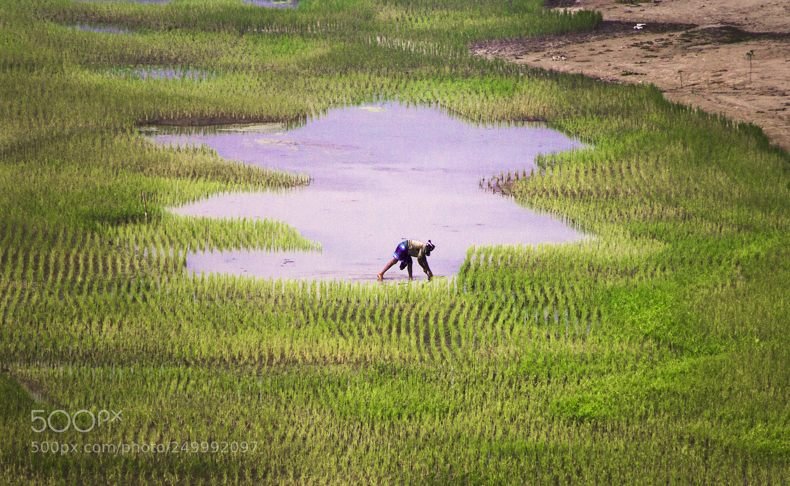 Canon EOS 70D sample photo. Harvest around us photography