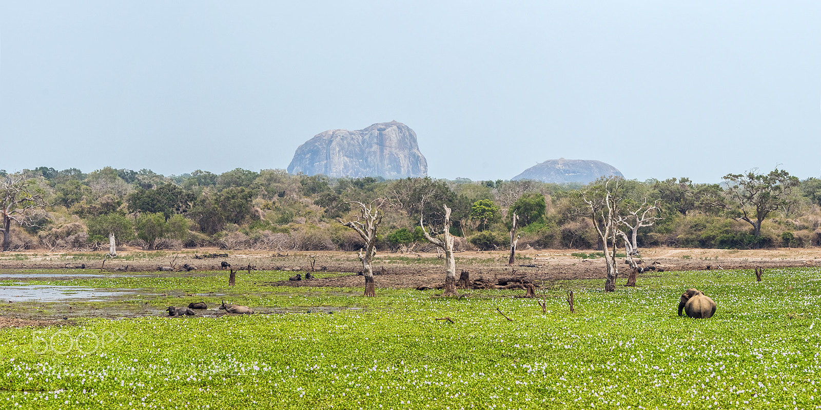 Sony a99 II sample photo. Blooming marsh in yala photography