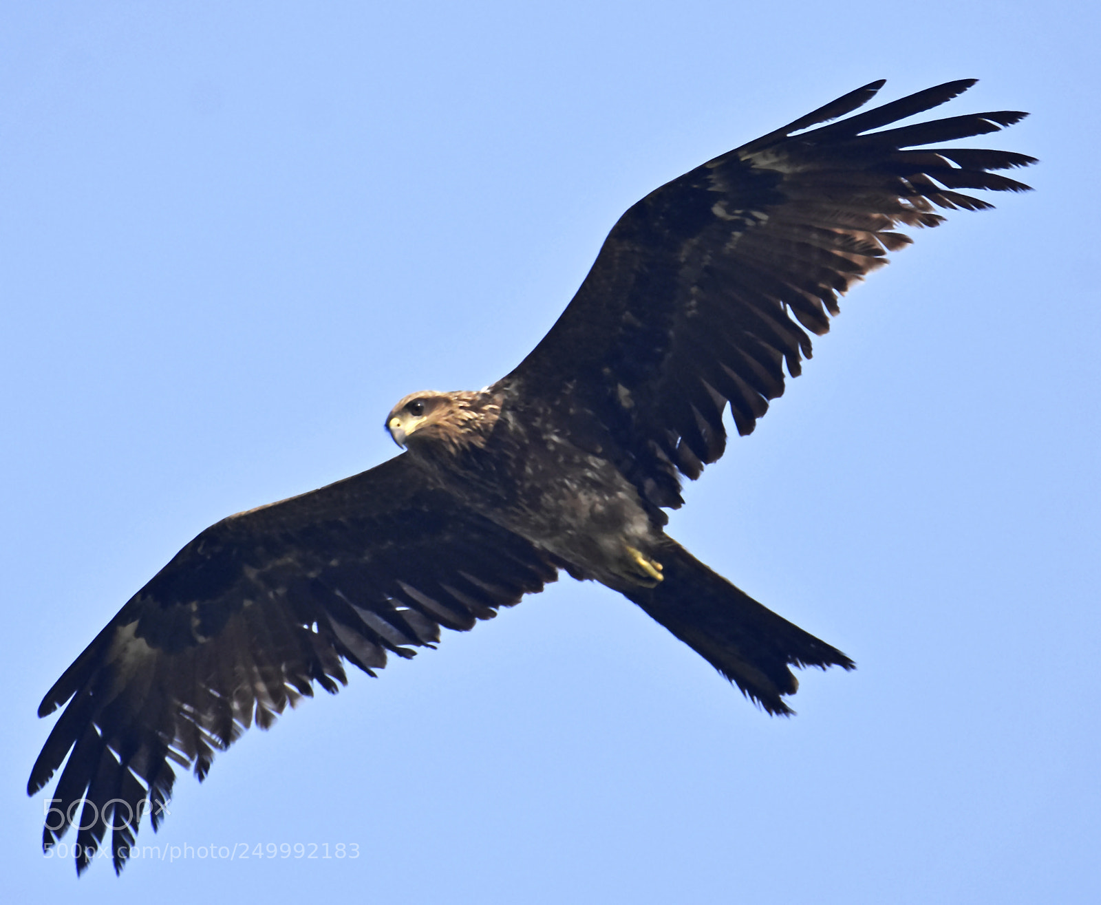 Nikon D7200 sample photo. Black eye kite photography