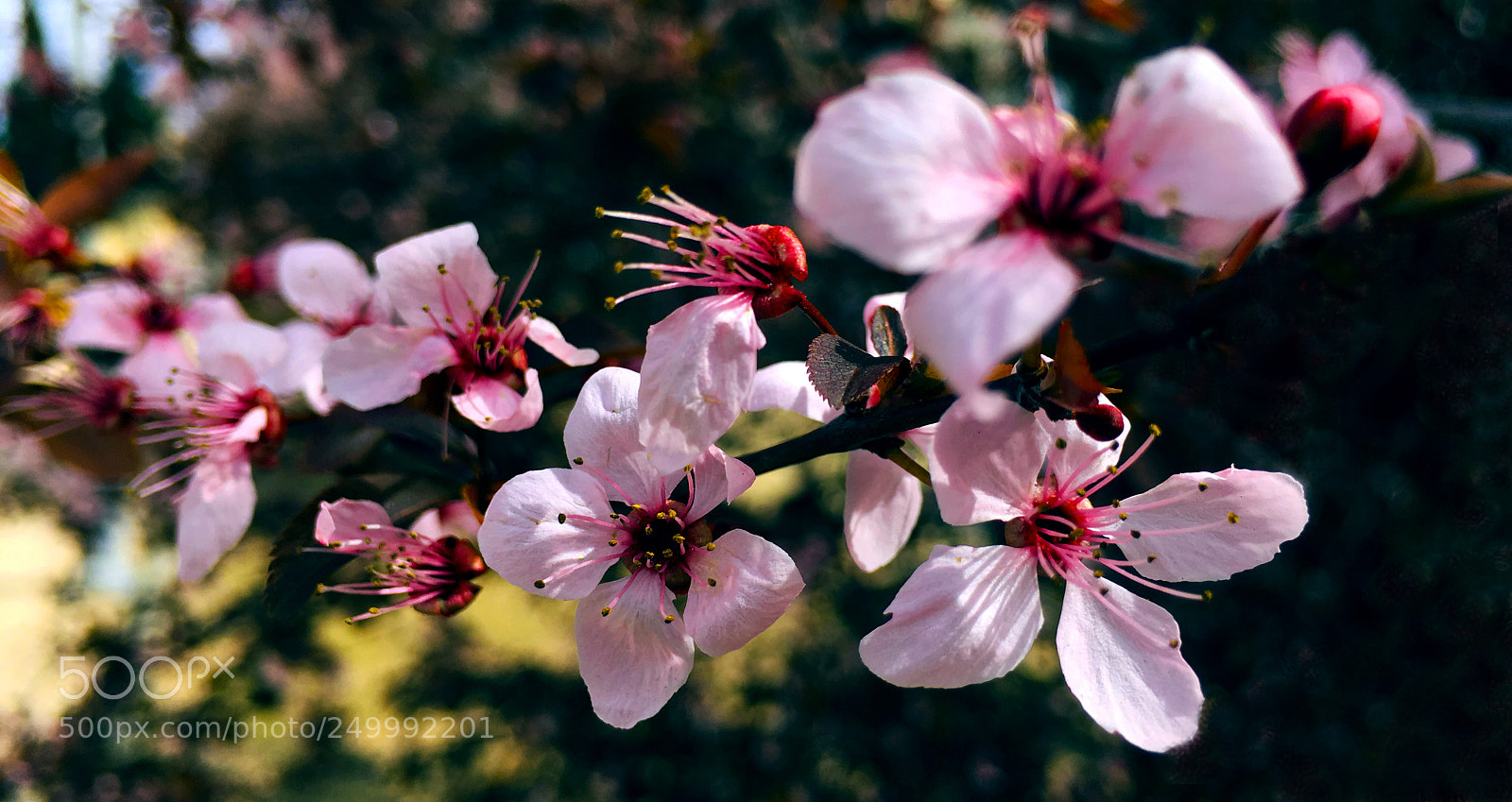 Apple iPhone 6s Plus sample photo. Primavera photography