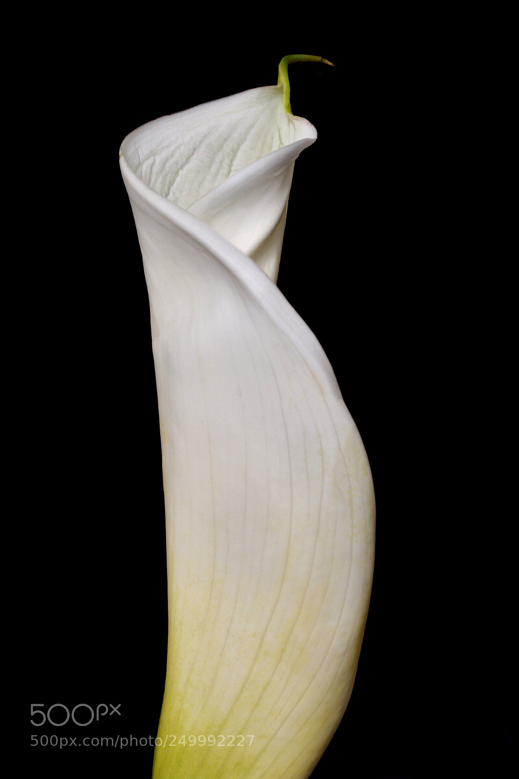 Nikon D7100 sample photo. Standing tall  photography