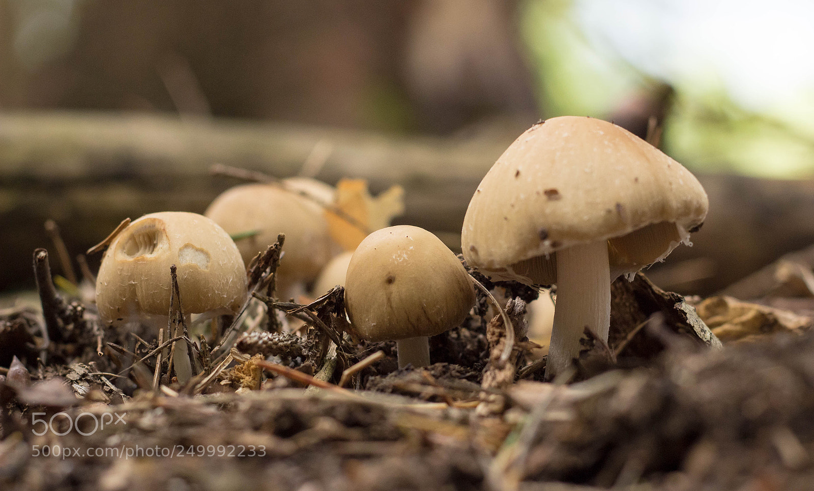 Canon EOS 600D (Rebel EOS T3i / EOS Kiss X5) sample photo. Tricholoma photography