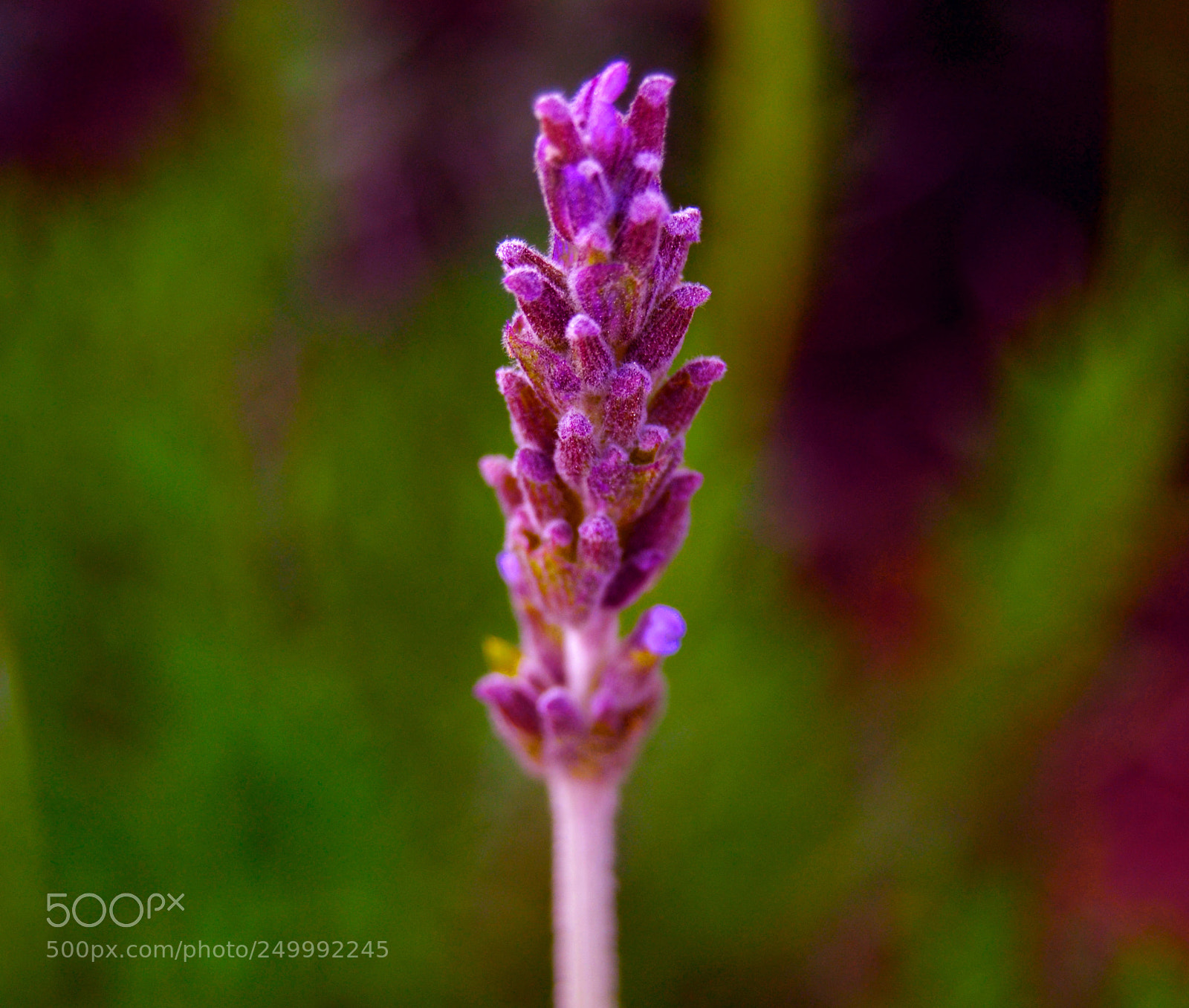 Nikon D3100 sample photo. Tomillo floreciendo photography