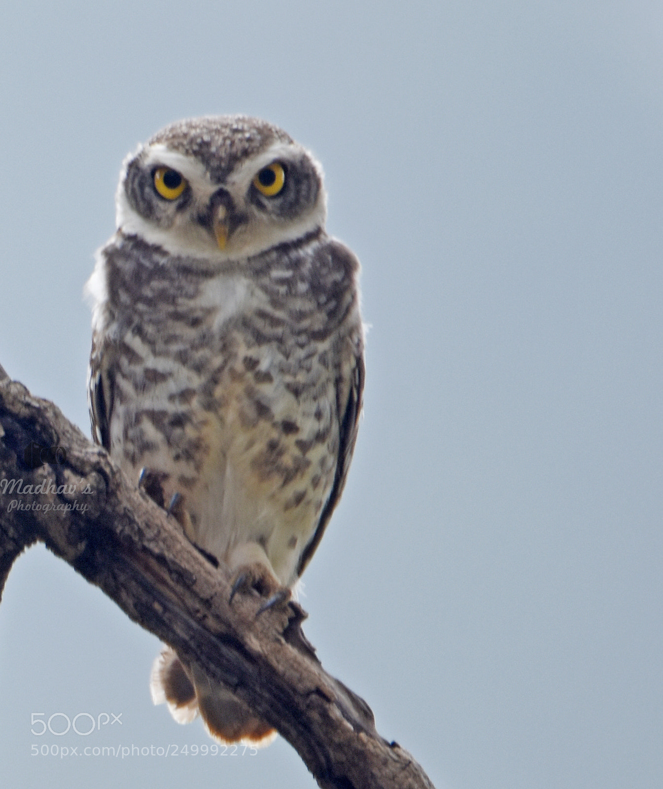 Nikon D7200 sample photo. Owl photography
