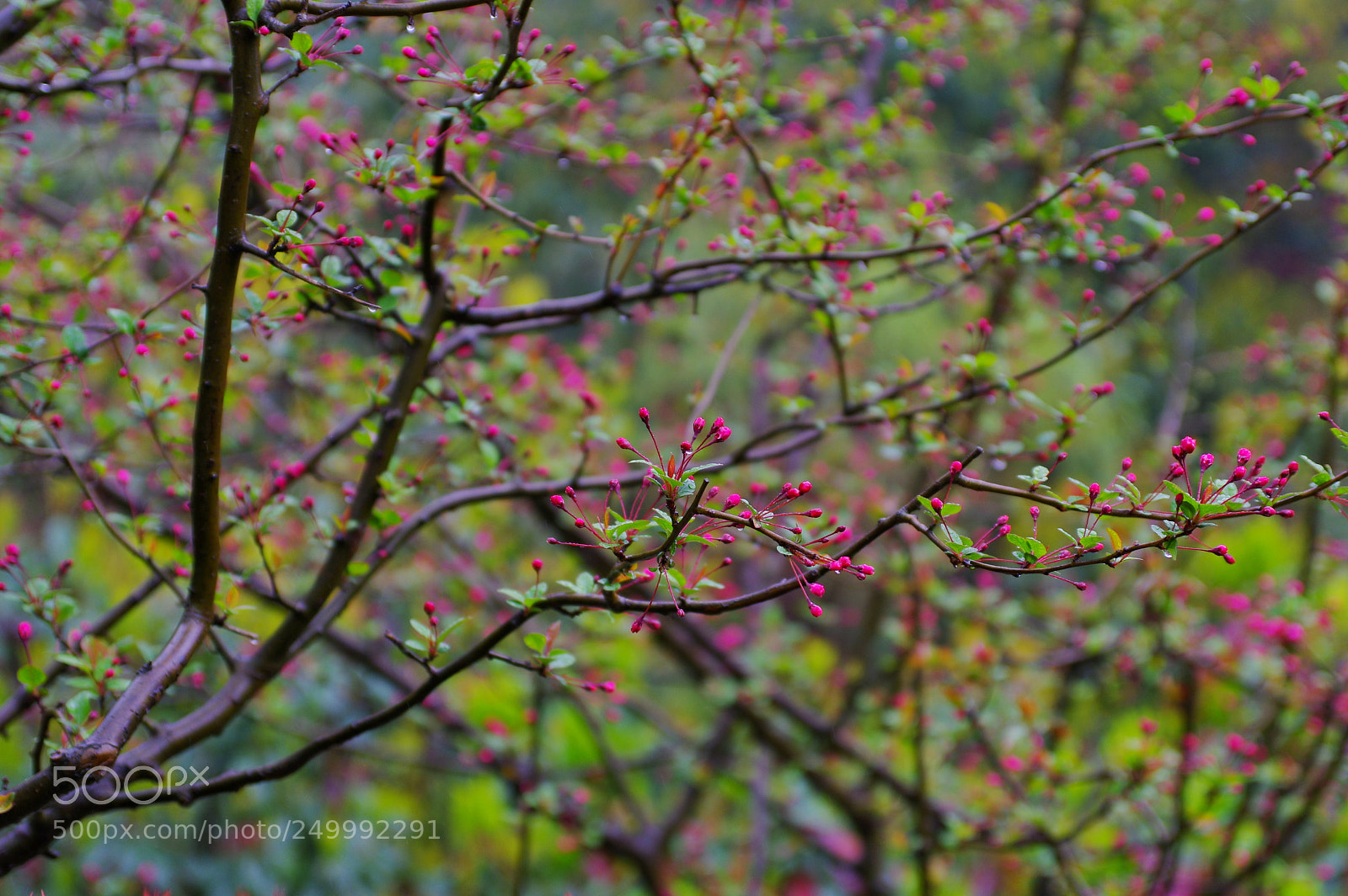 Pentax K-3 II sample photo. Untitled photography