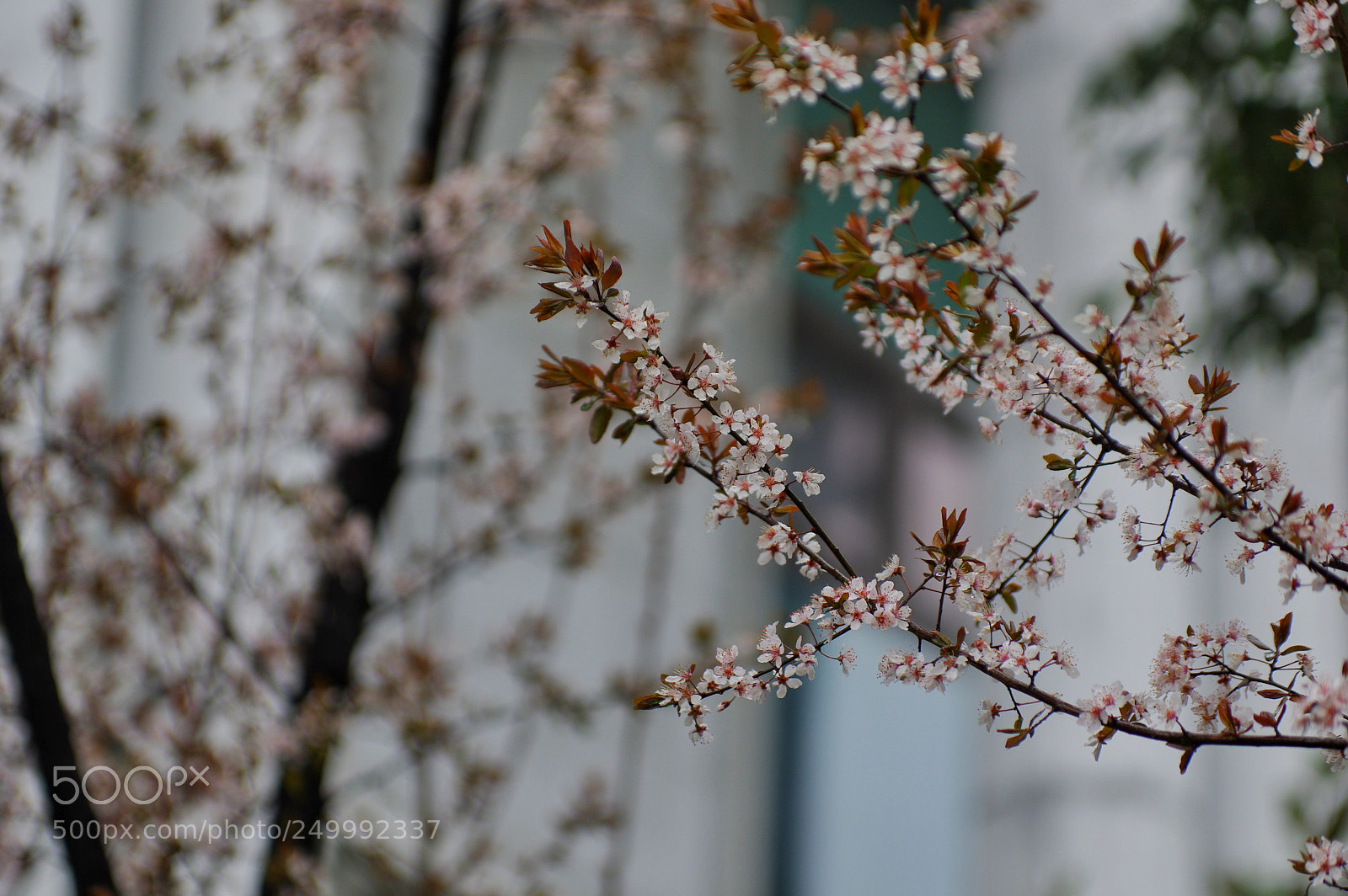 Pentax K-3 II sample photo. Untitled photography