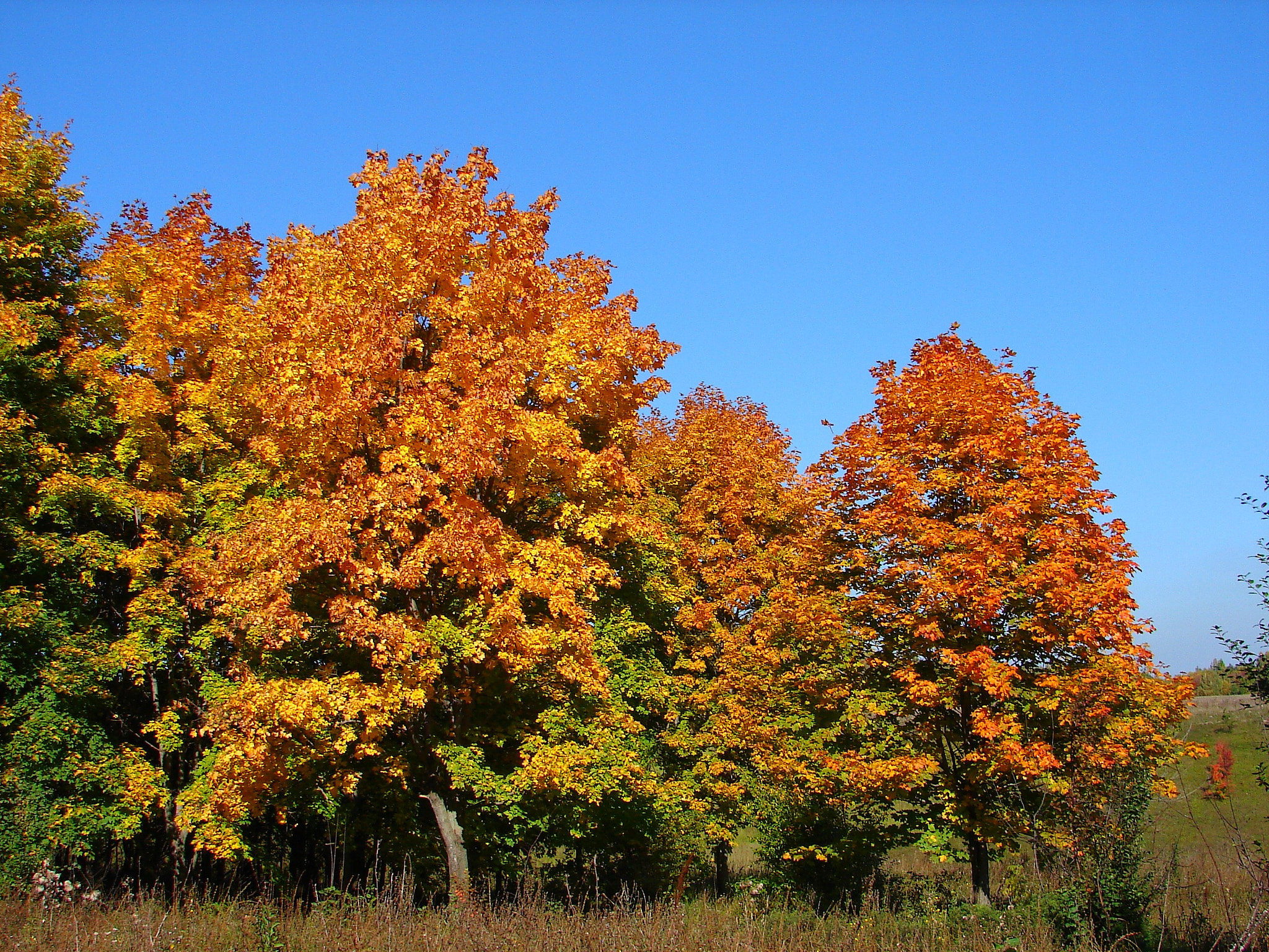 Sony DSC-H1 sample photo. Autumn (2006) photography