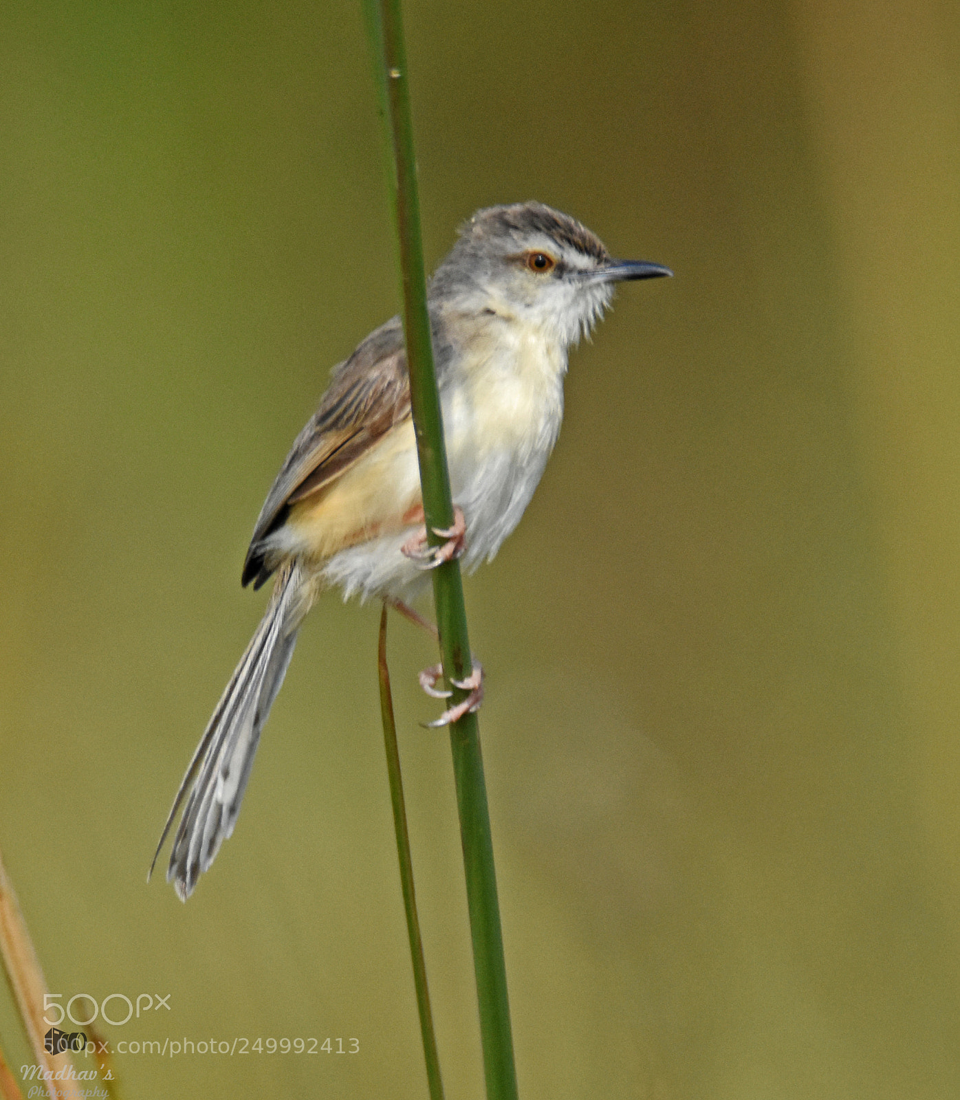 Nikon D7200 sample photo. Plain prinia photography